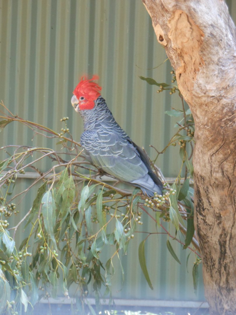 Gang-gang Cockatoo (Callocephalon fimbriatum)