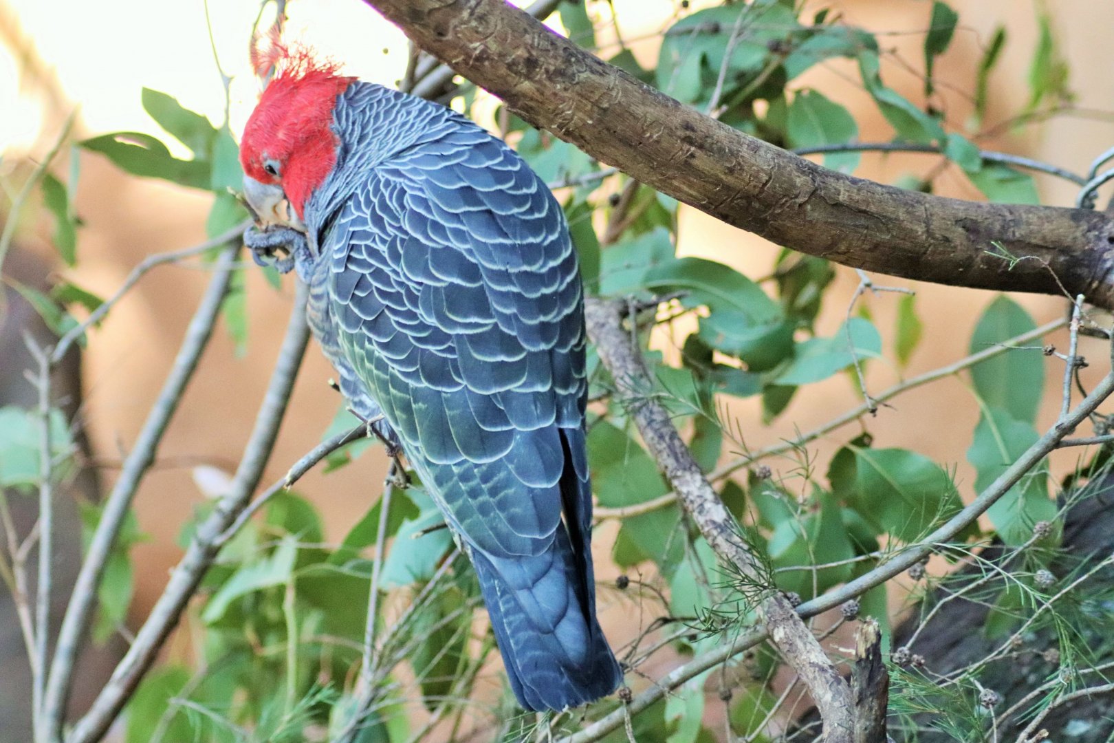 Gang-gang Cockatoo (Callocephalon fimbriatum)