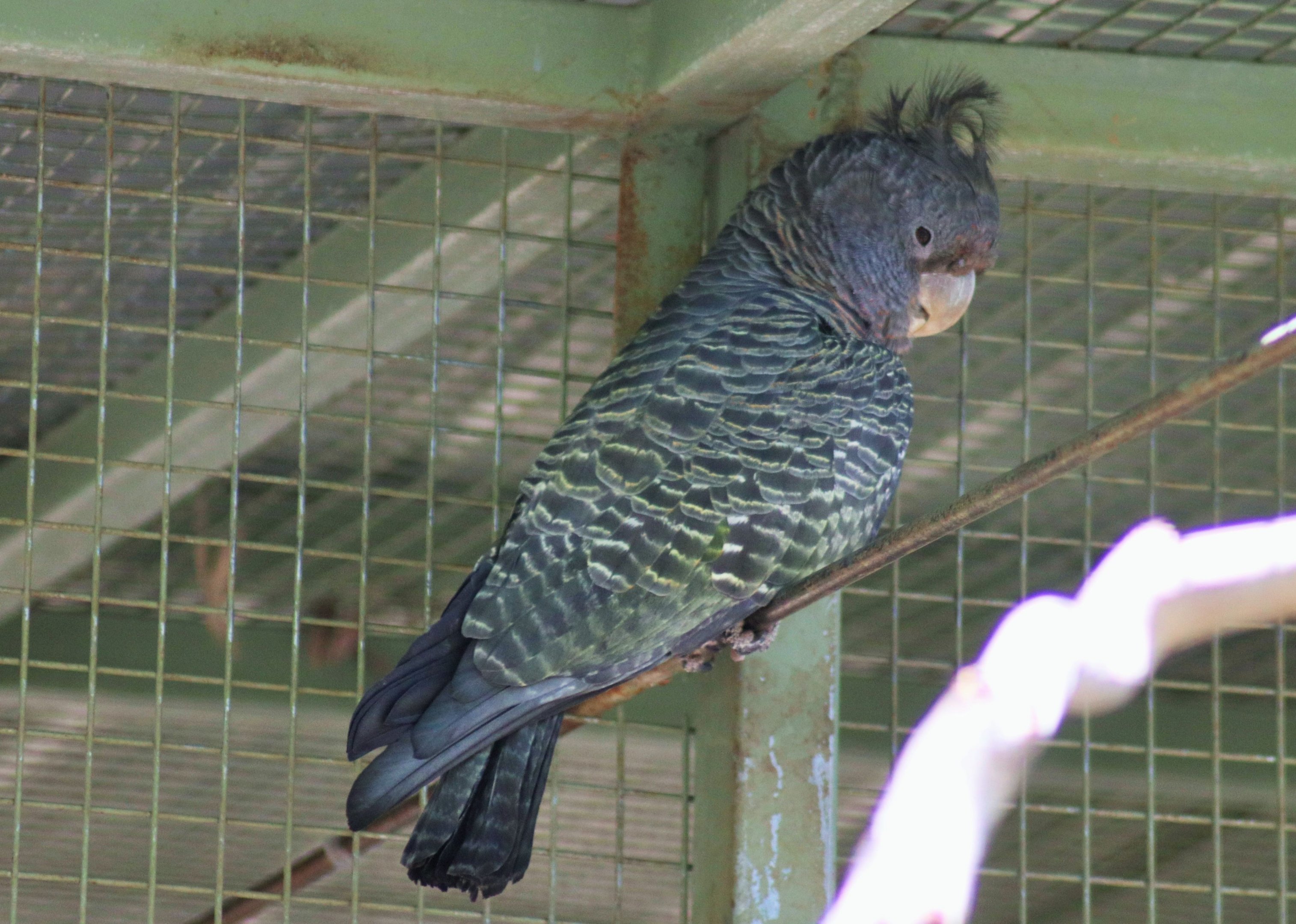 Gang-gang Cockatoo (Callocephalon fimbriatum)