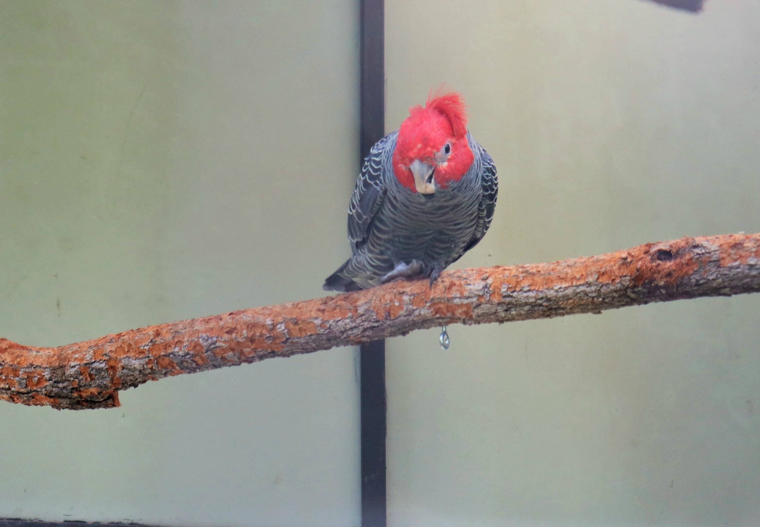 Gang-gang Cockatoo (Callocephalon fimbriatum)
