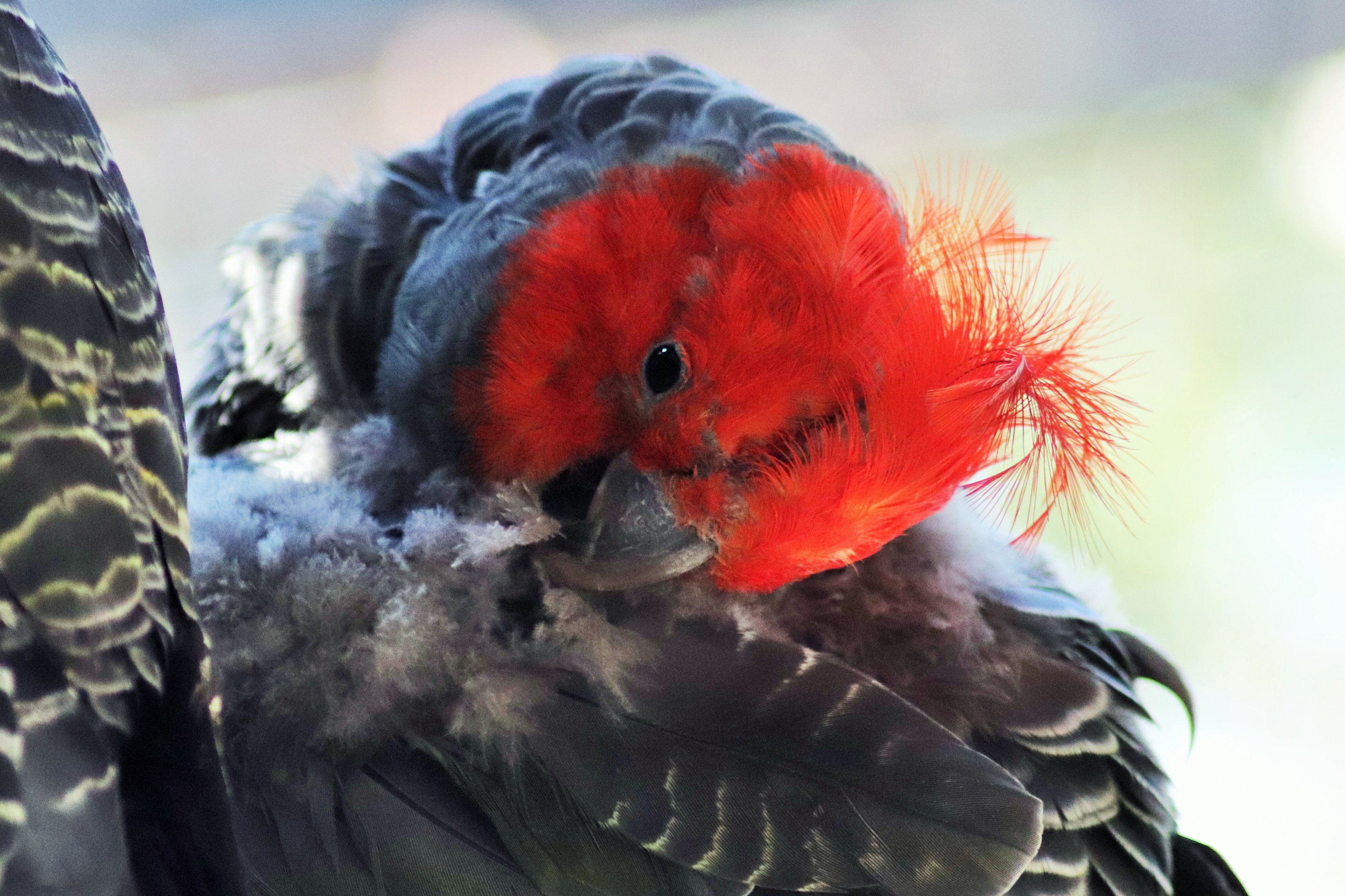 Gang-gang Cockatoo (Callocephalon fimbriatum)