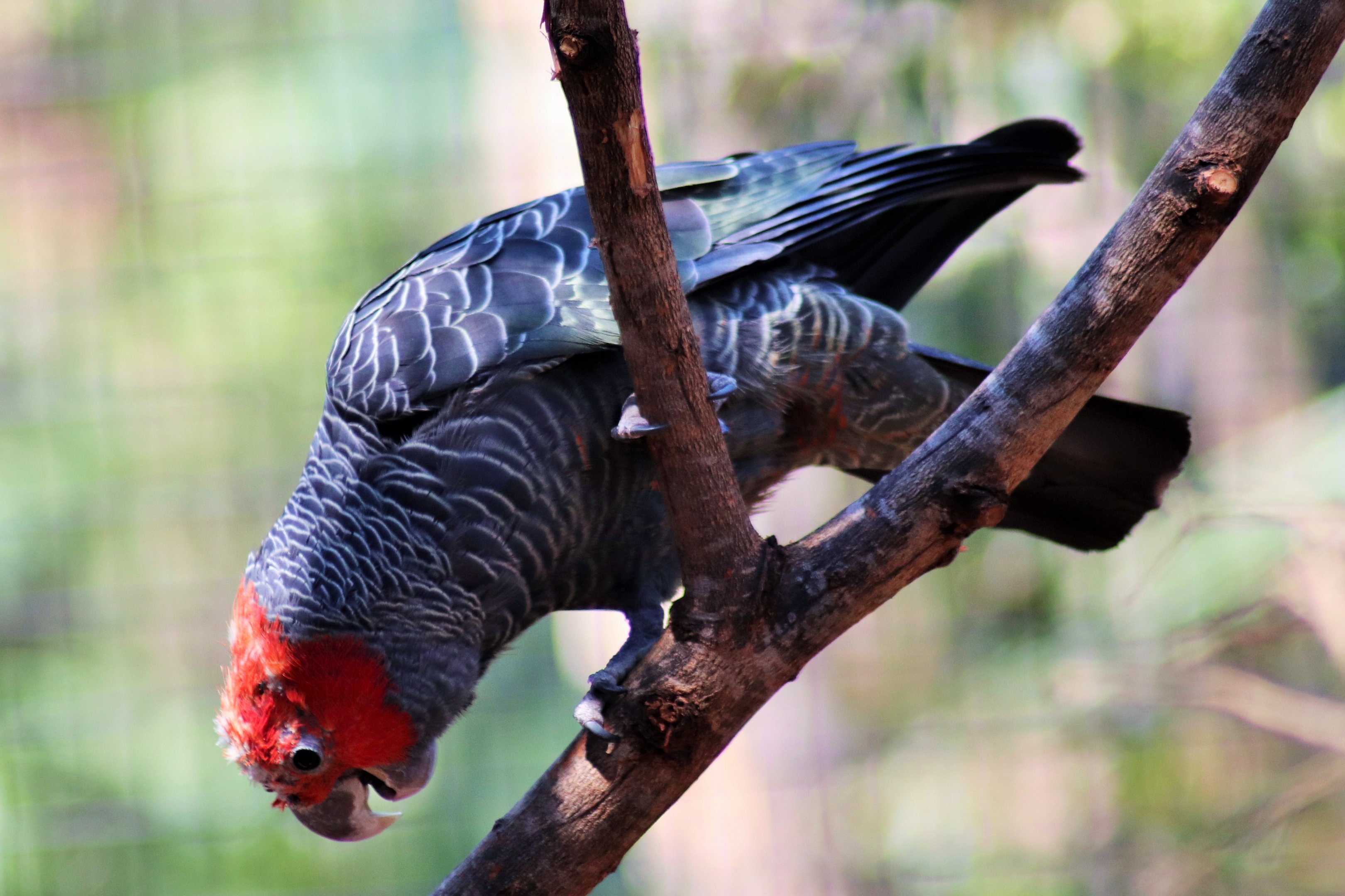Gang-gang Cockatoo (Callocephalon fimbriatum)