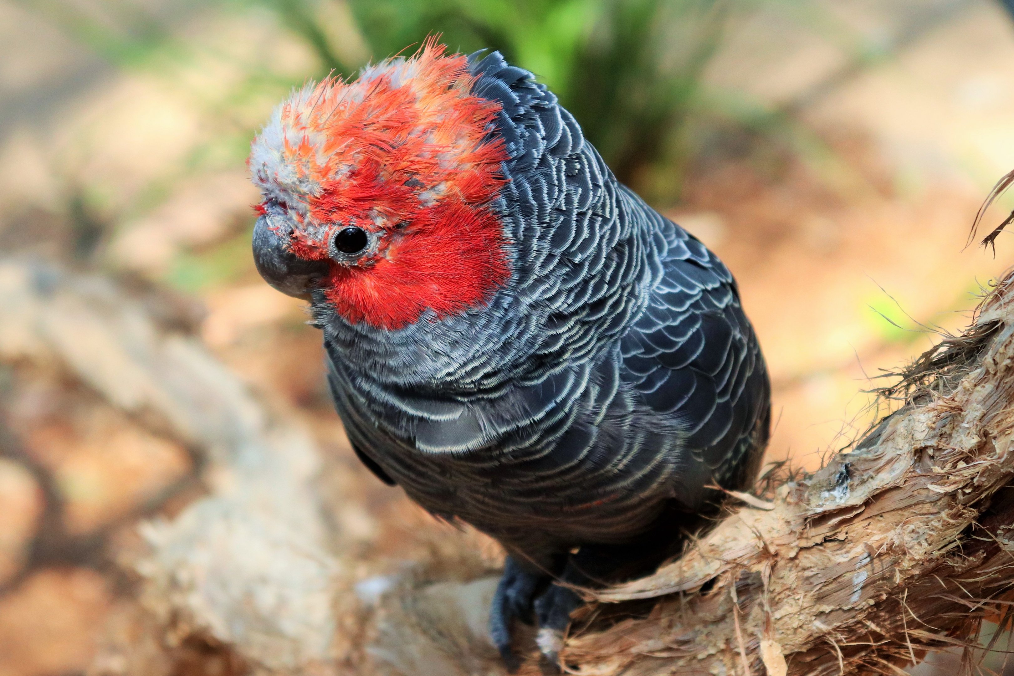 Gang-gang Cockatoo (Callocephalon fimbriatum)