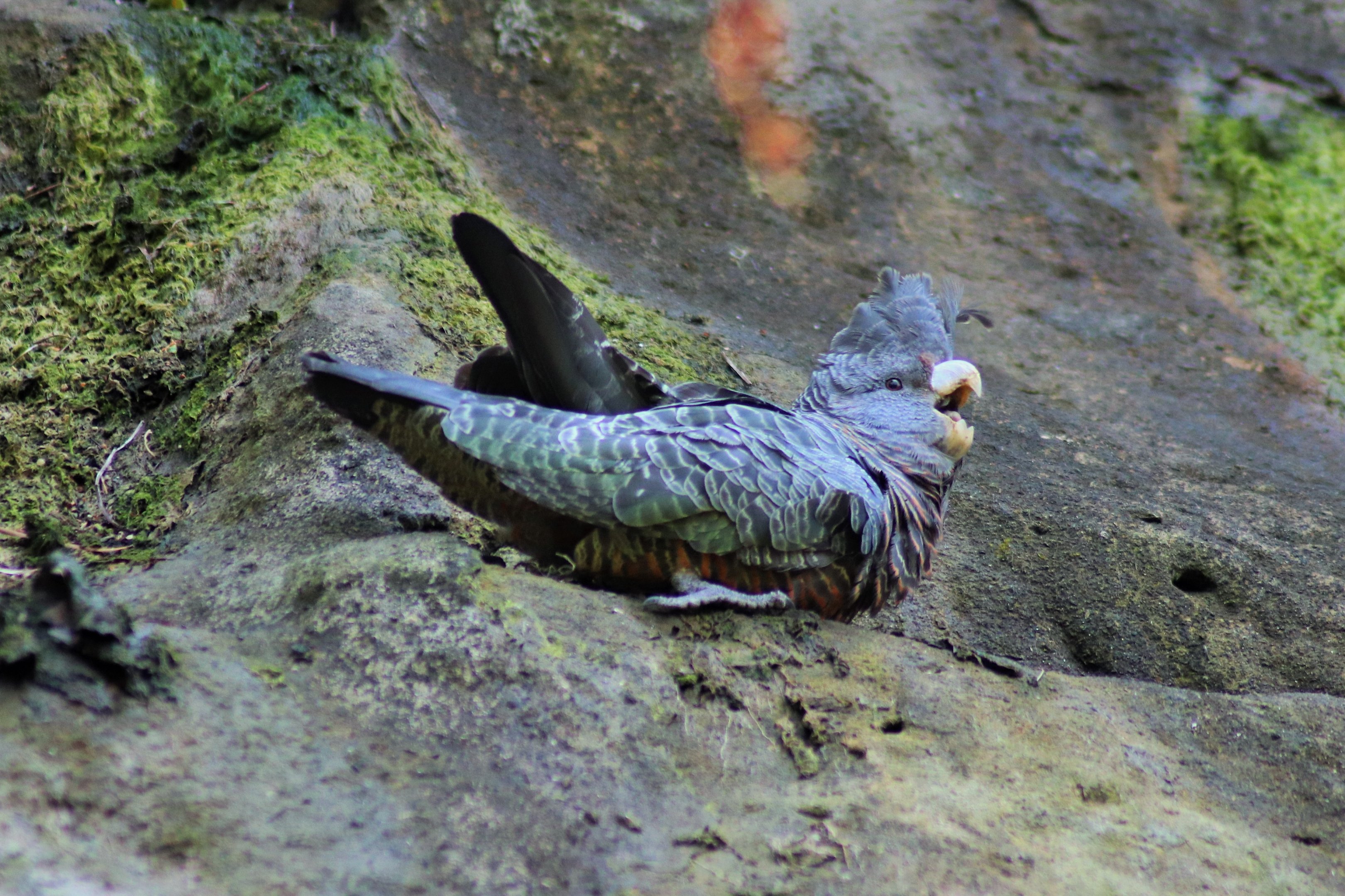 Gang-gang Cockatoo (Callocephalon fimbriatum)