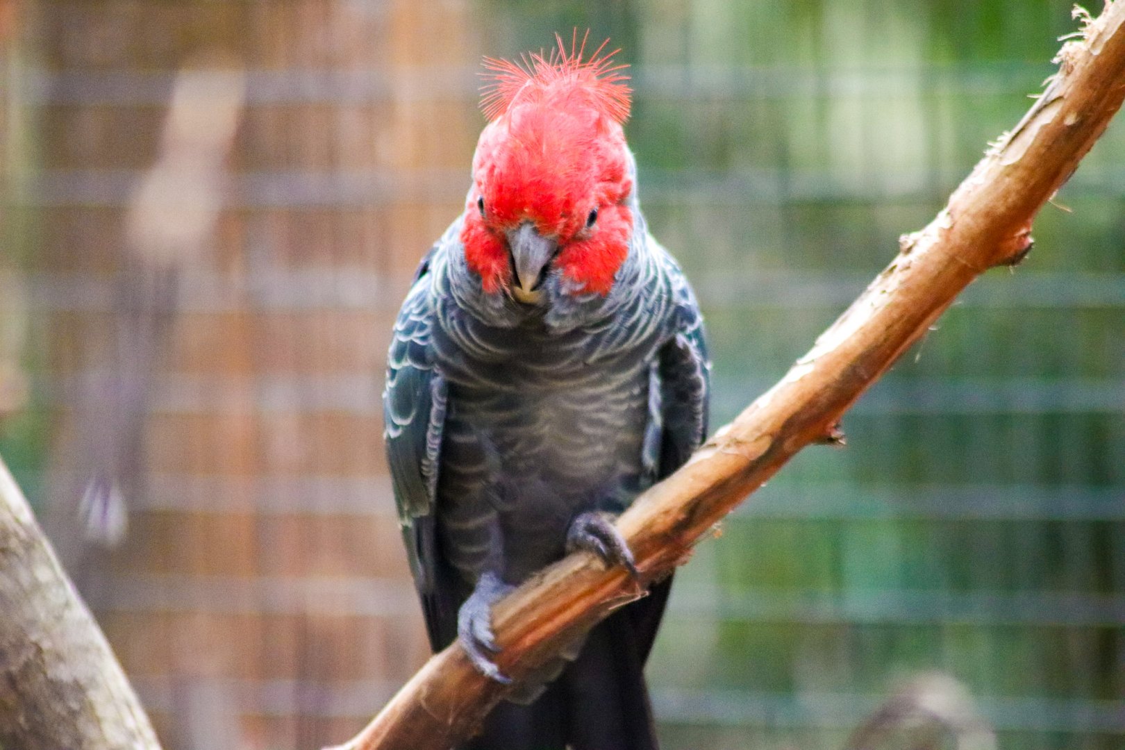 Gang-gang Cockatoo (Callocephalon fimbriatum)