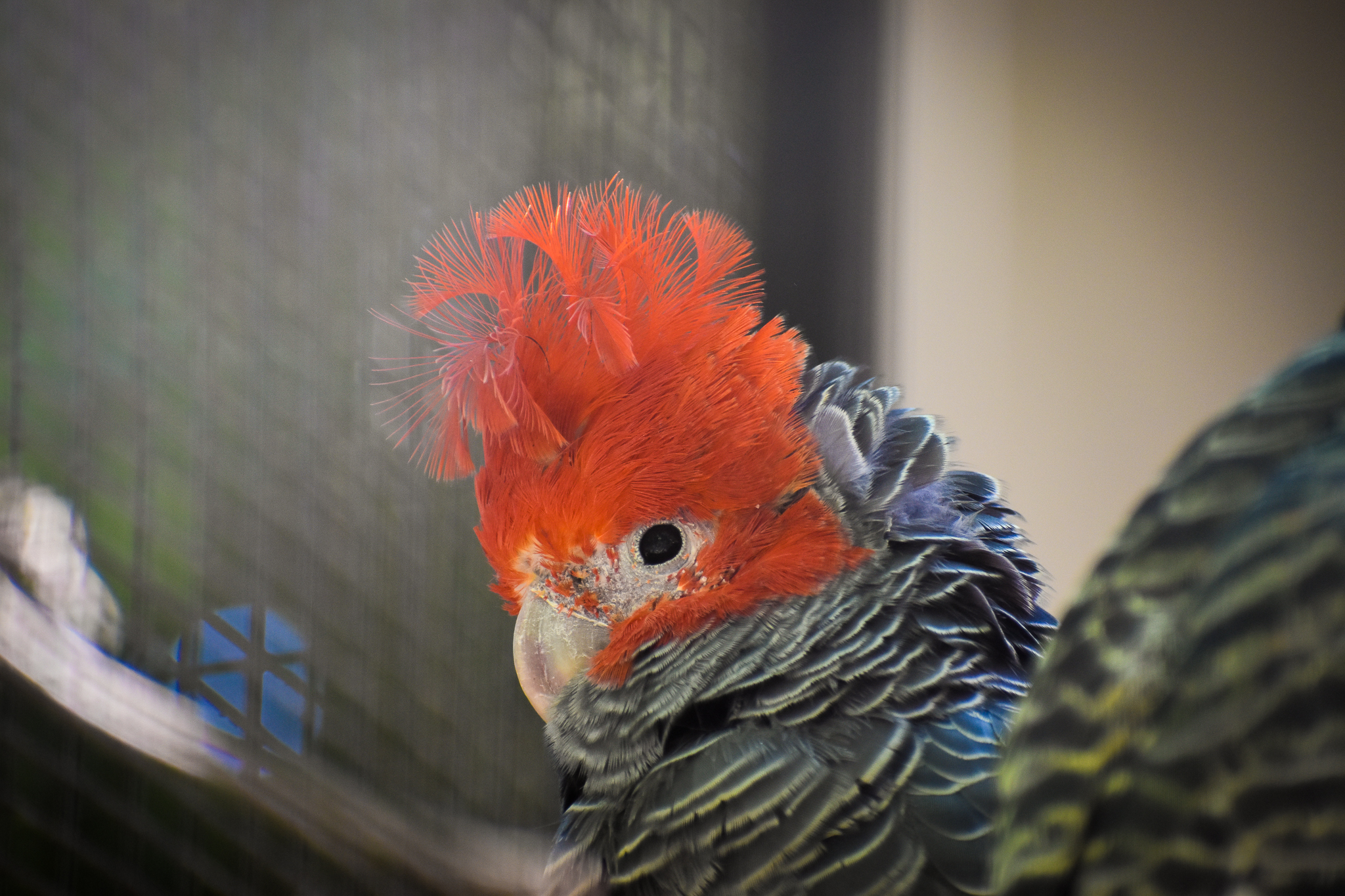 Gang-gang Cockatoo (Callocephalon fimbriatum)