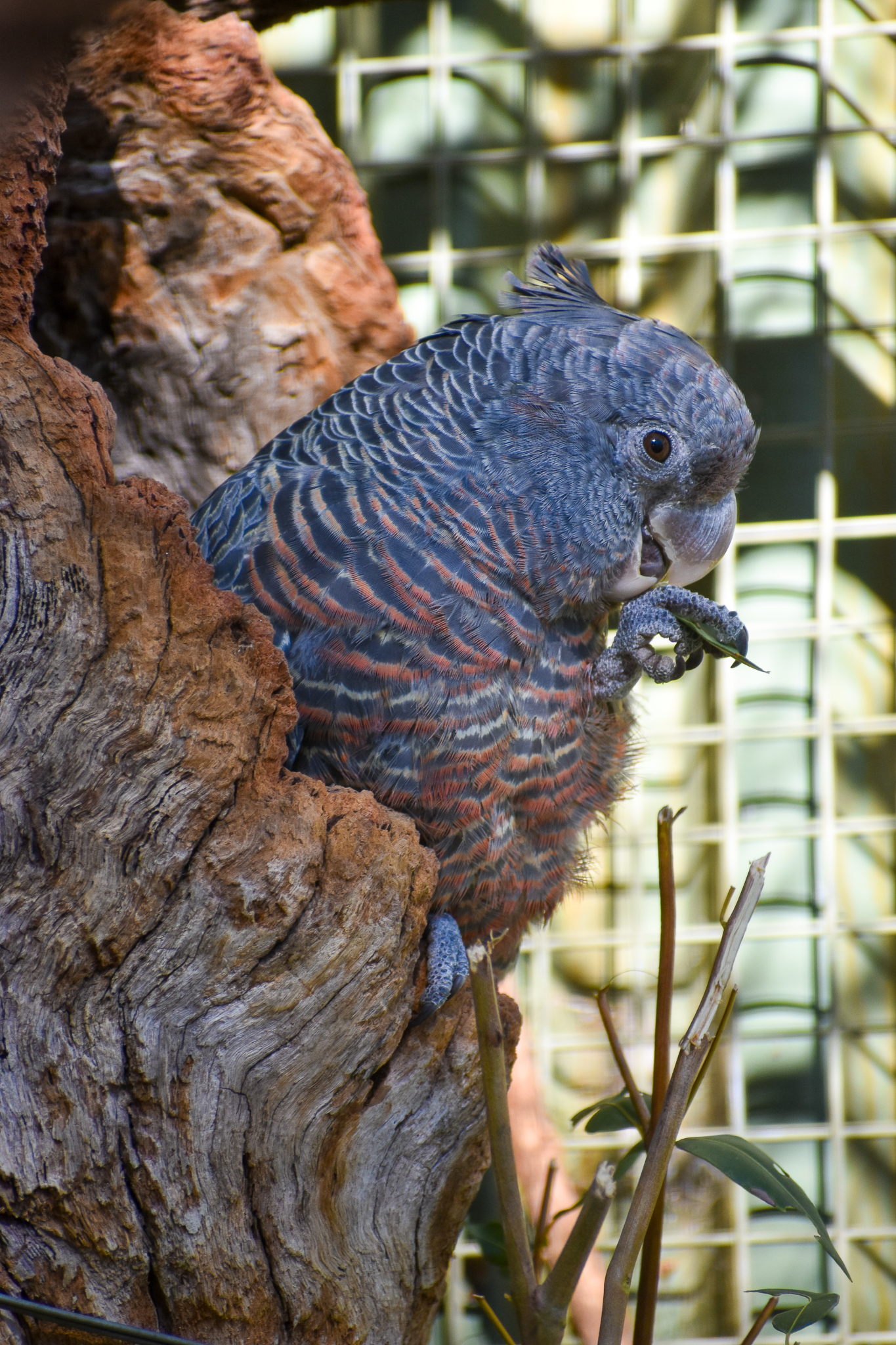 Gang-gang Cockatoo (Callocephalon fimbriatum)