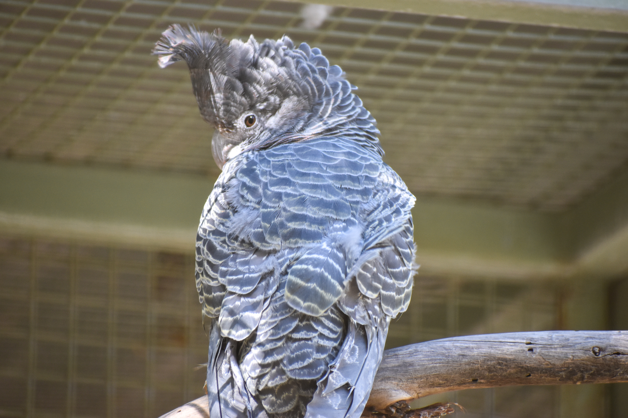 Gang-gang Cockatoo (Callocephalon fimbriatum)