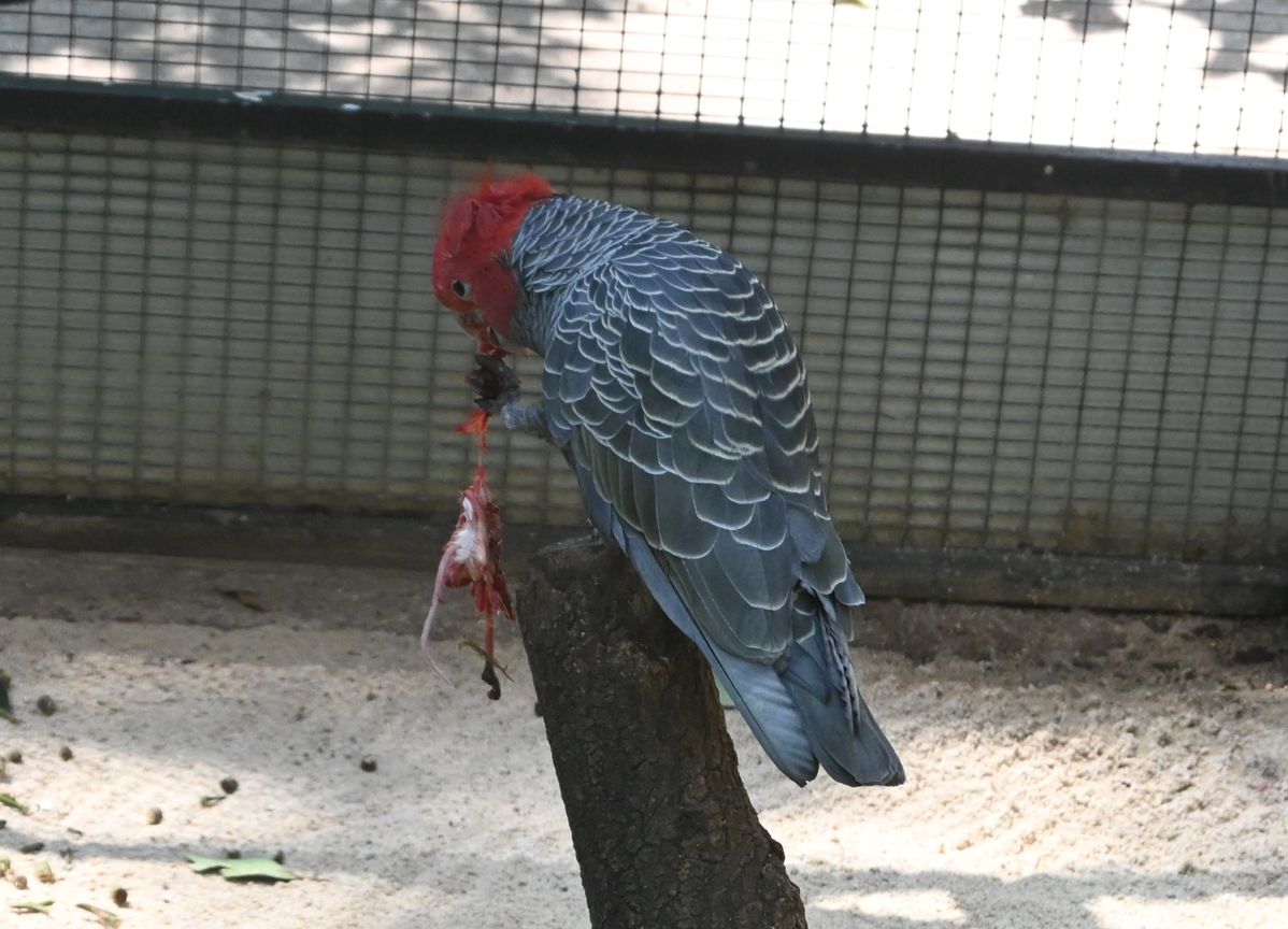 Gang-gang Cockatoo eating a mouse