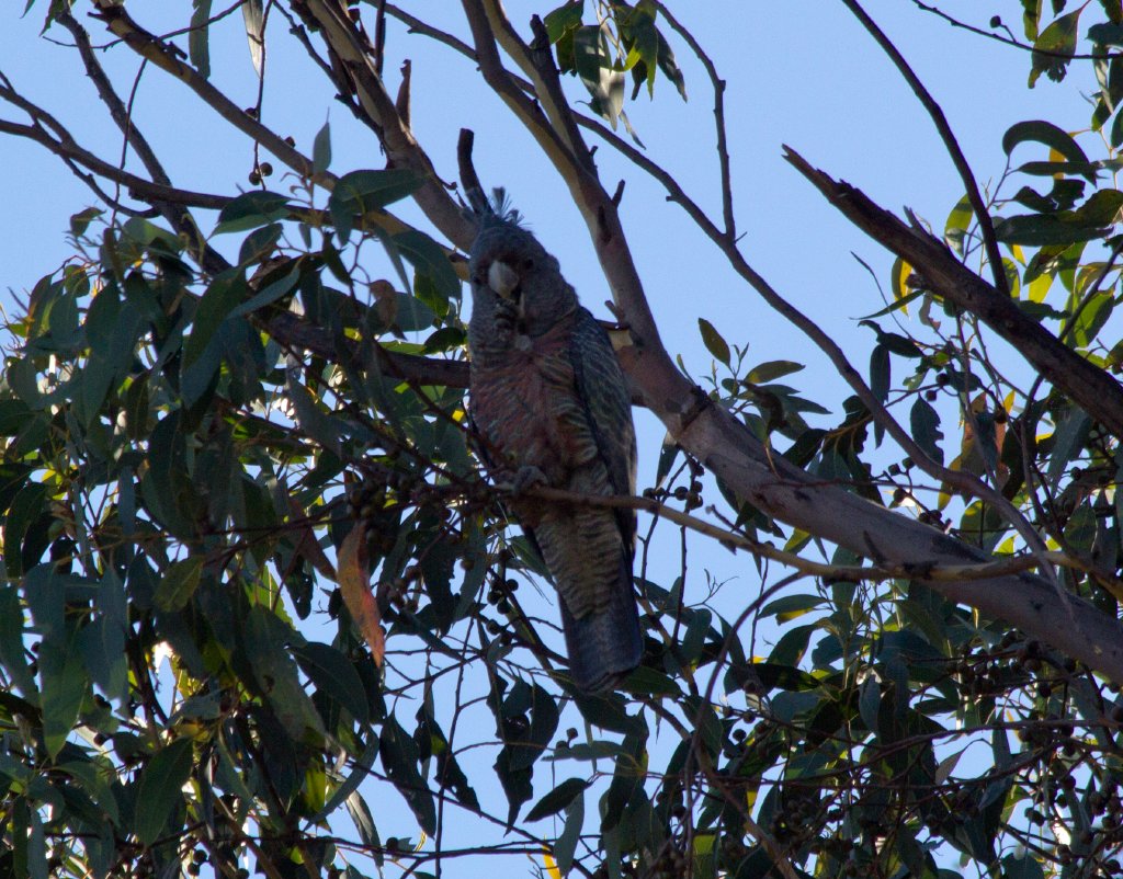 Gang-gang Cockatoo female (Callocephalon fimbriatum)