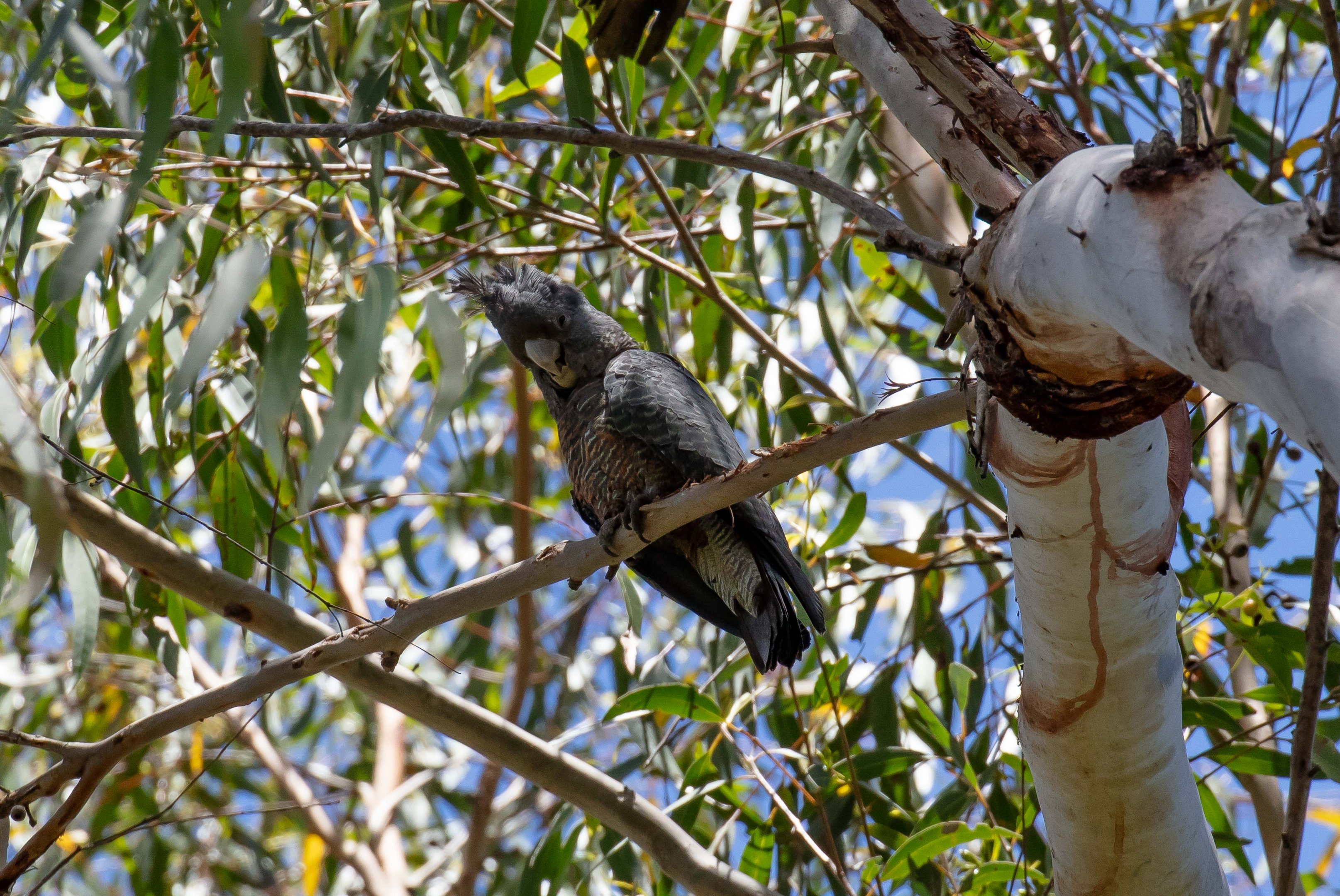 Gang Gang Cockatoo (female)