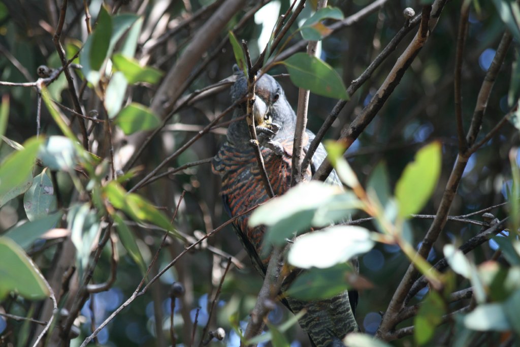 Gang Gang Cockatoo, female