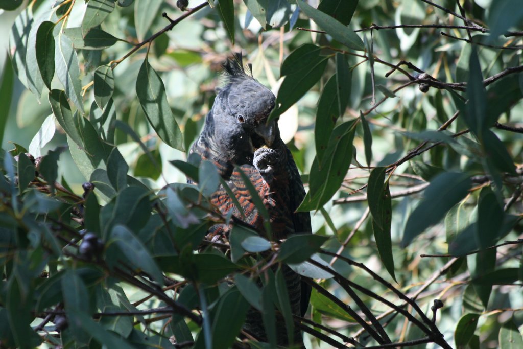 Gang Gang Cockatoo, female