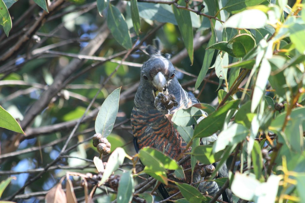 Gang Gang Cockatoo, female