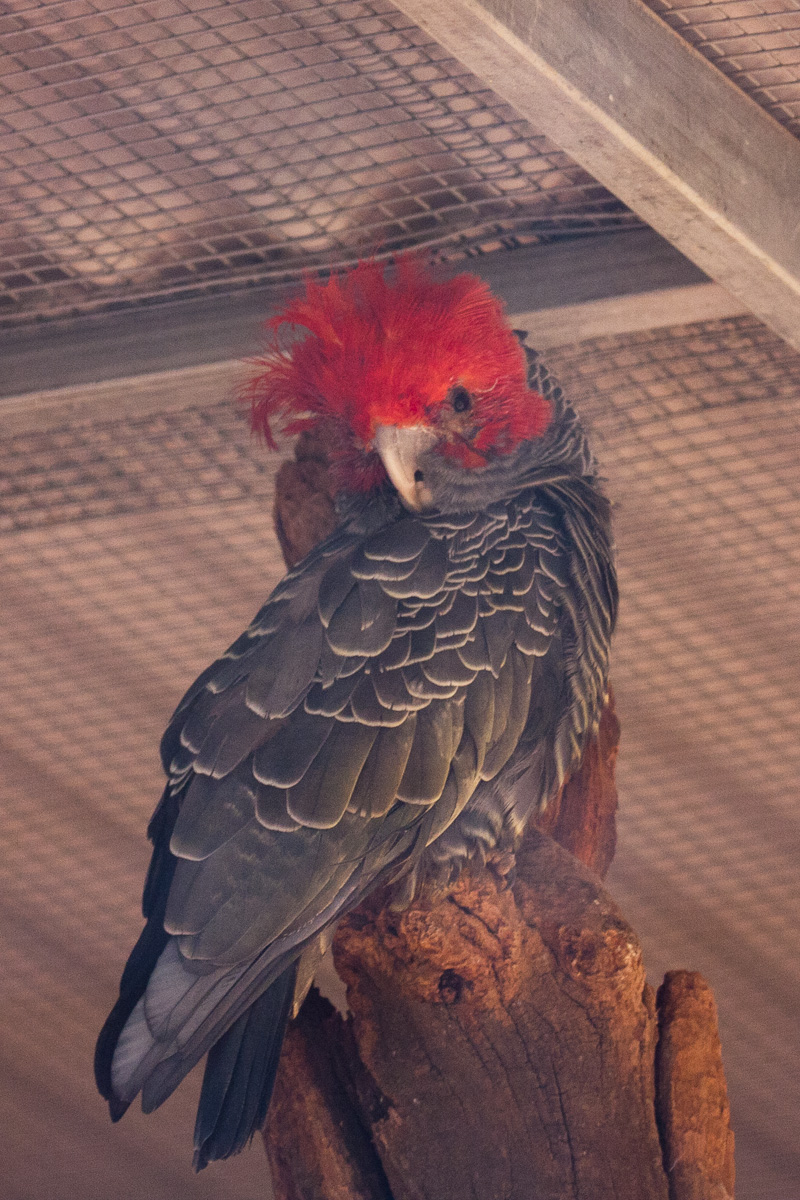 Gang-Gang Cockatoo, Jul 2011
