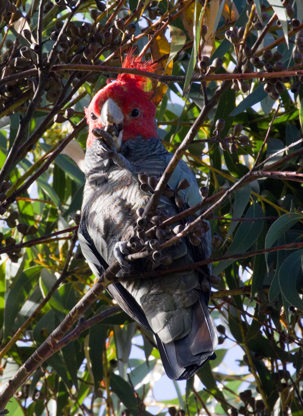 Gang-gang Cockatoo male