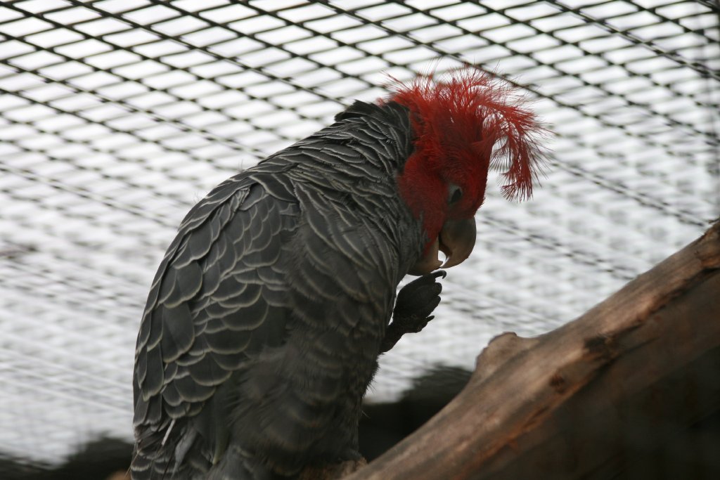 Gang Gang Cockatoo male