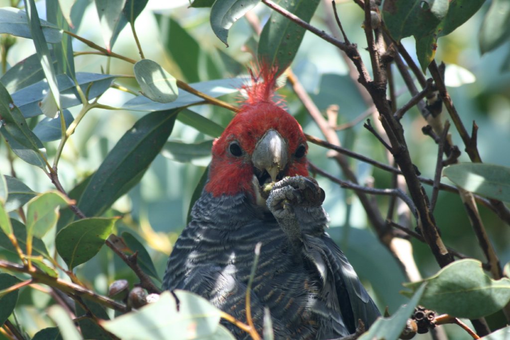 Gang Gang Cockatoo, male