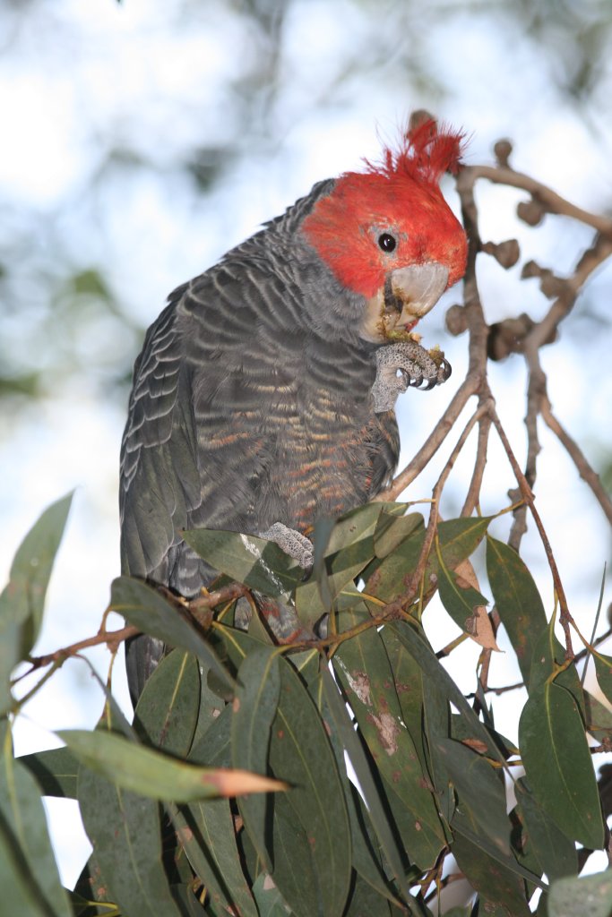 Gang Gang Cockatoo, male