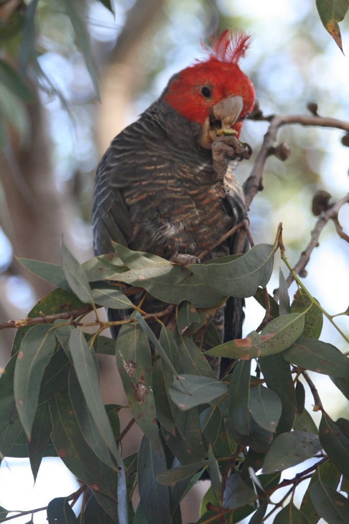 Gang Gang Cockatoo, male