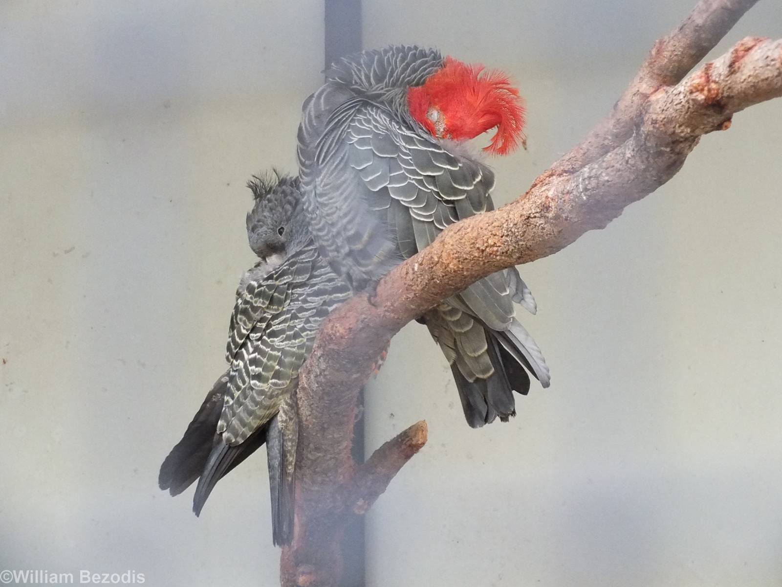 Gang-gang Cockatoo Pair
