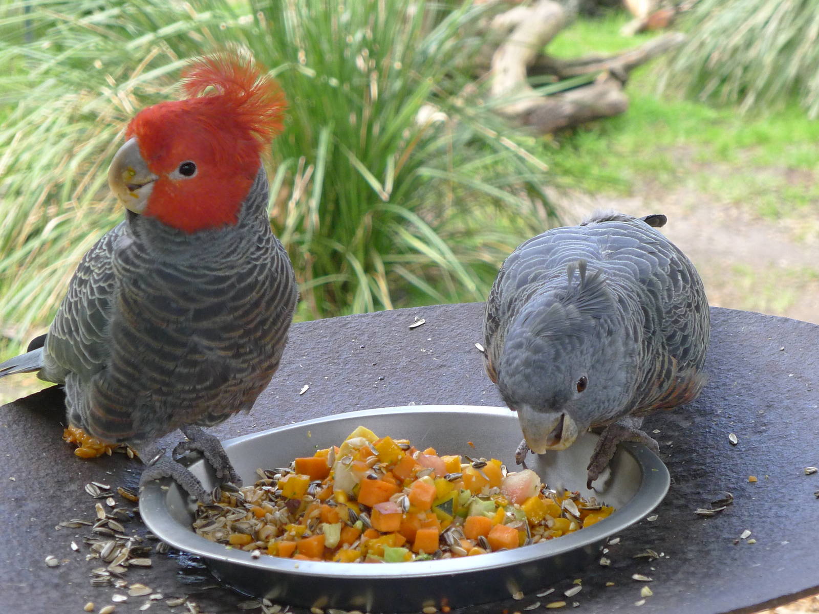 Gang Gang Cockatoo pair