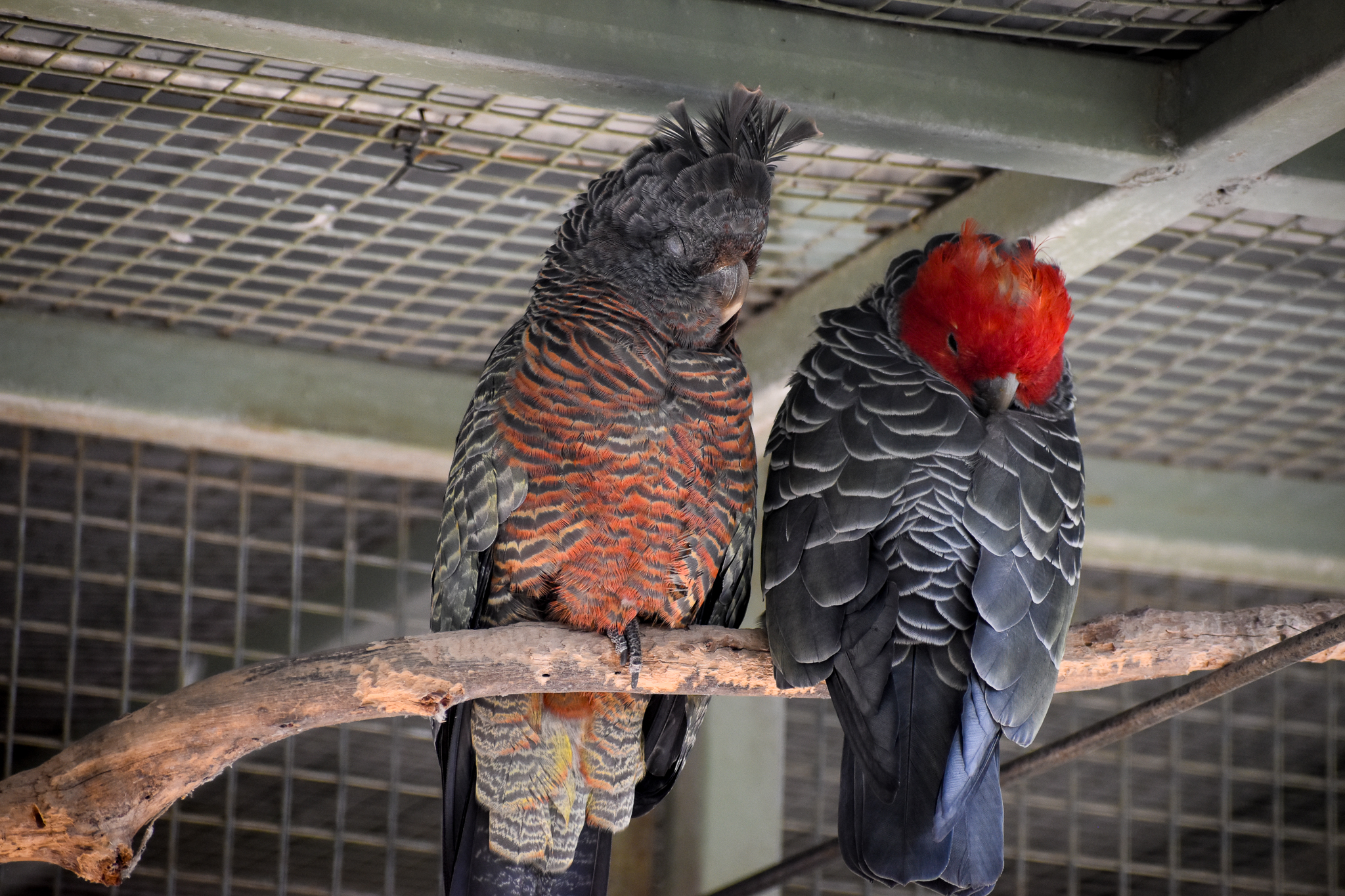 Gang-gang Cockatoo pair