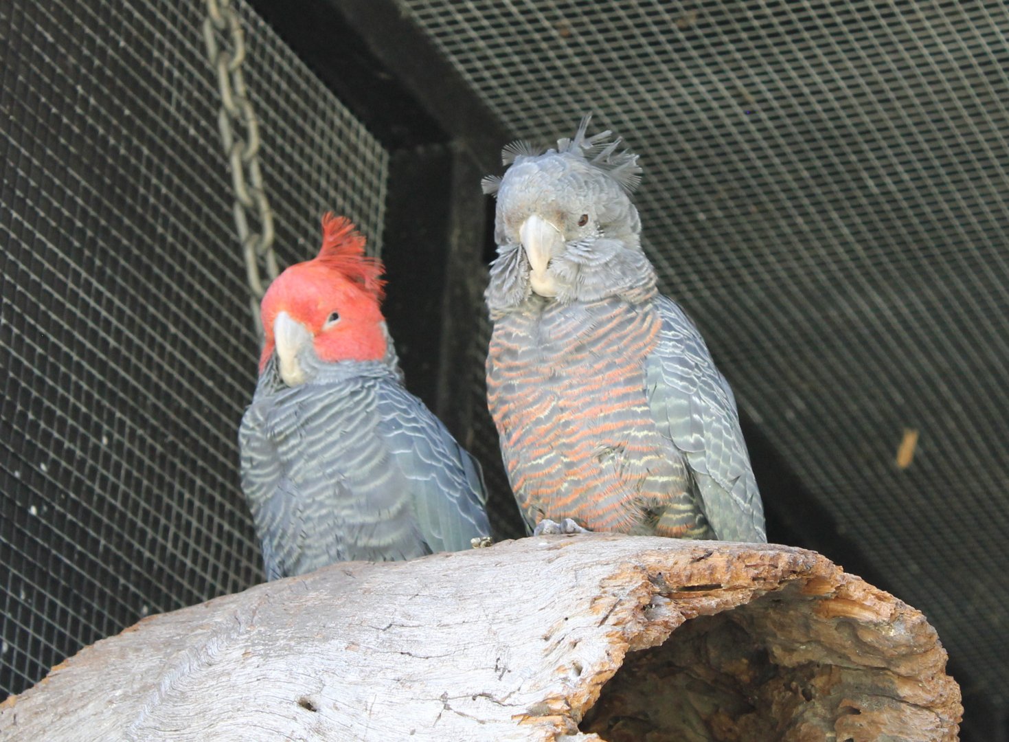 Gang-gang Cockatoo (Potoroo Palace)