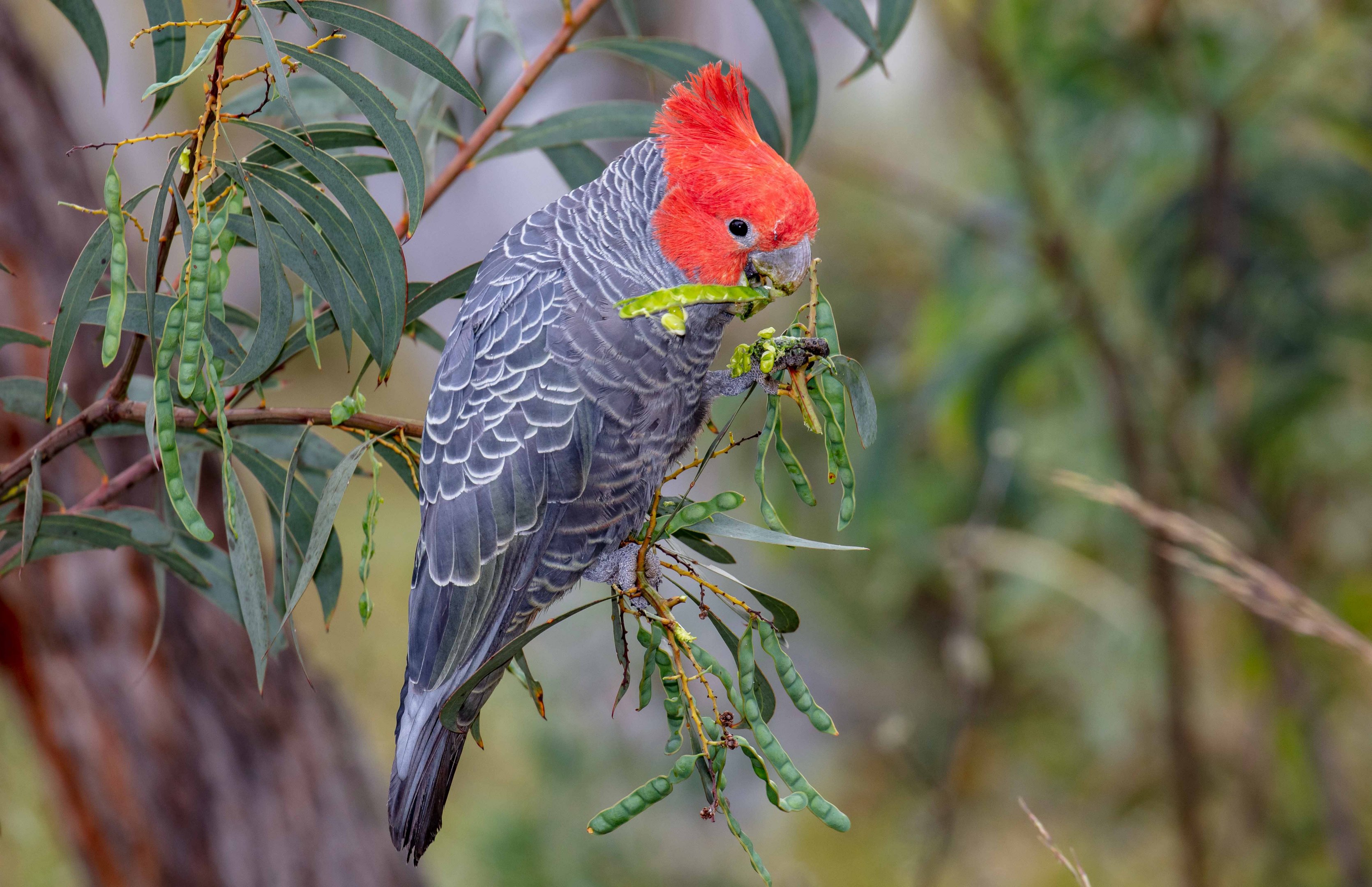 Gang-gang Cockatoo