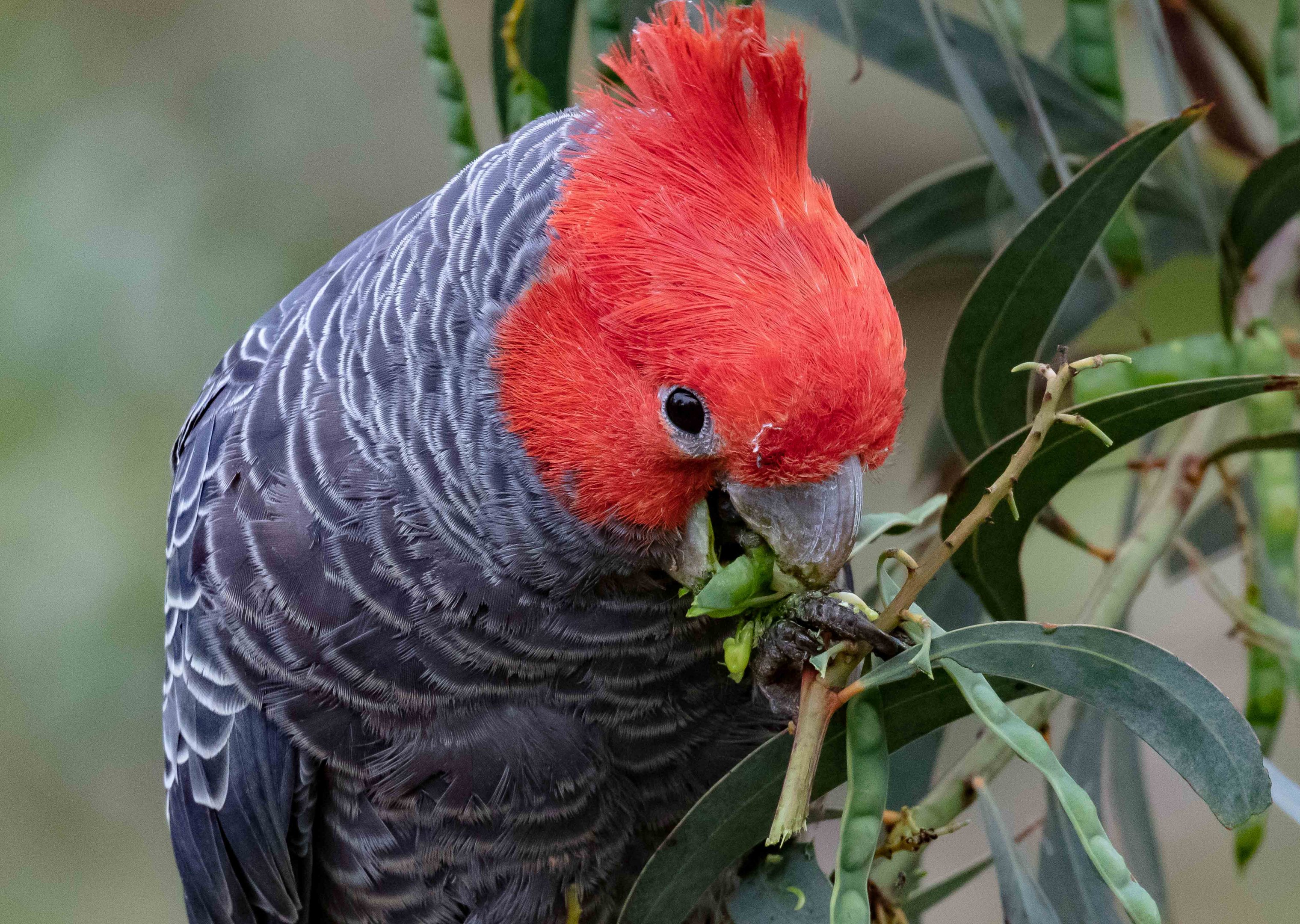 Gang-gang Cockatoo