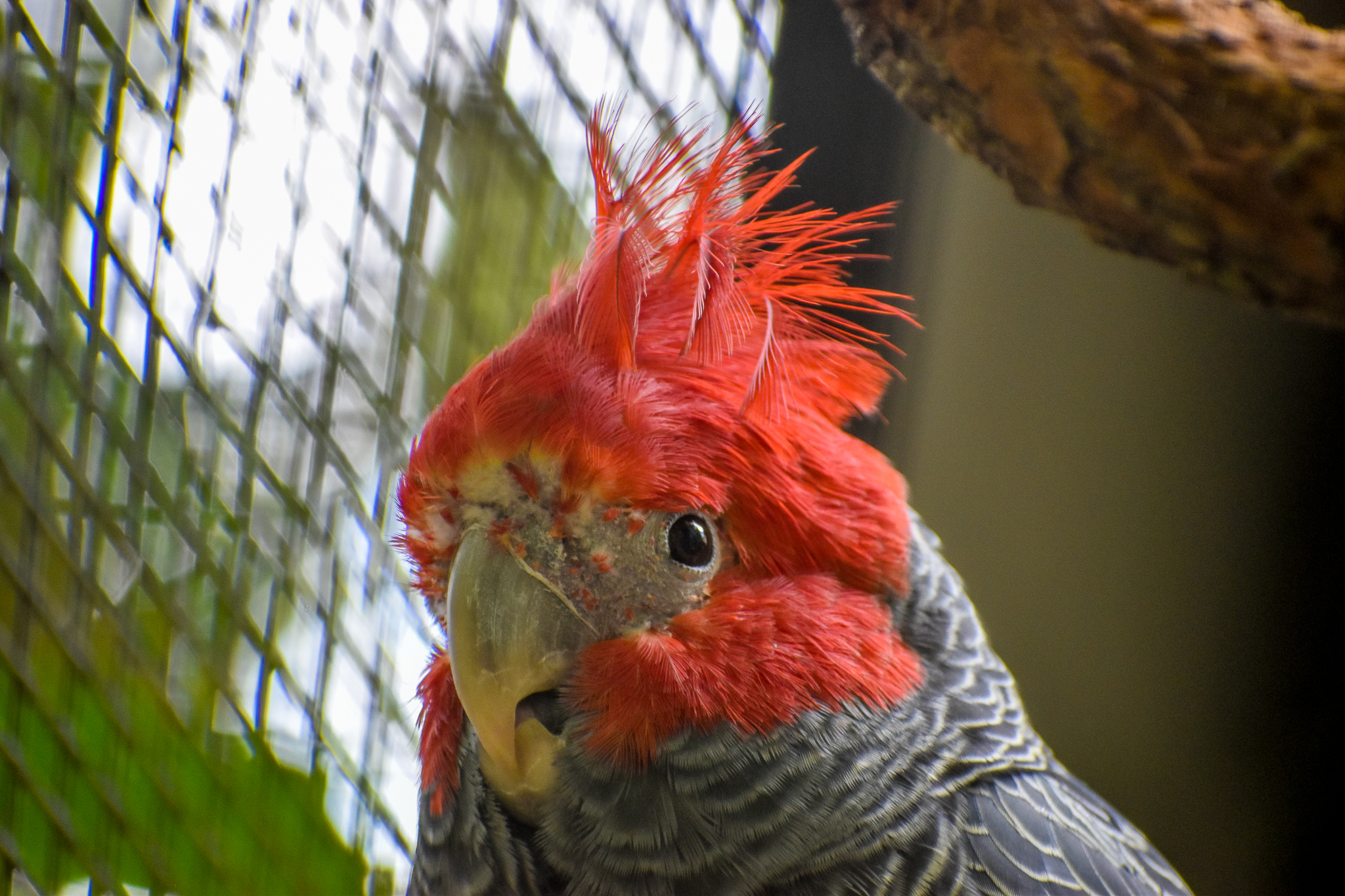 Gang-gang Cockatoo