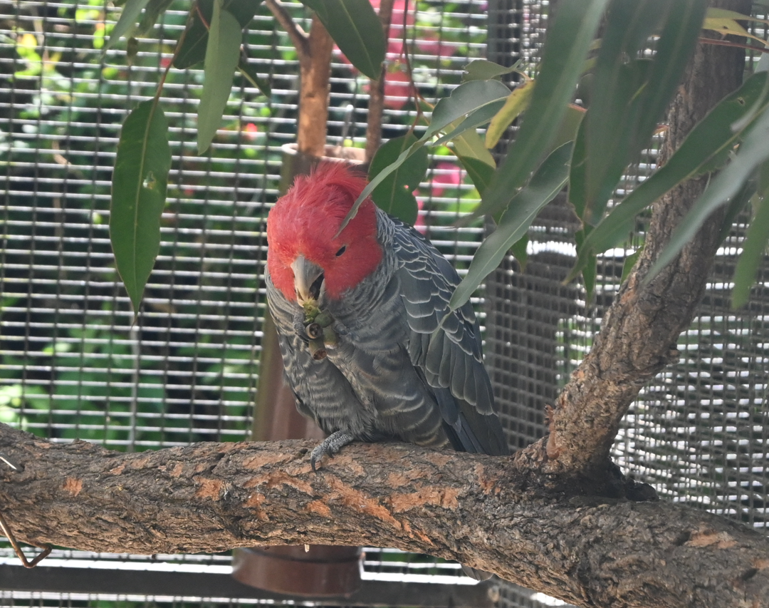 Gang-gang Cockatoo