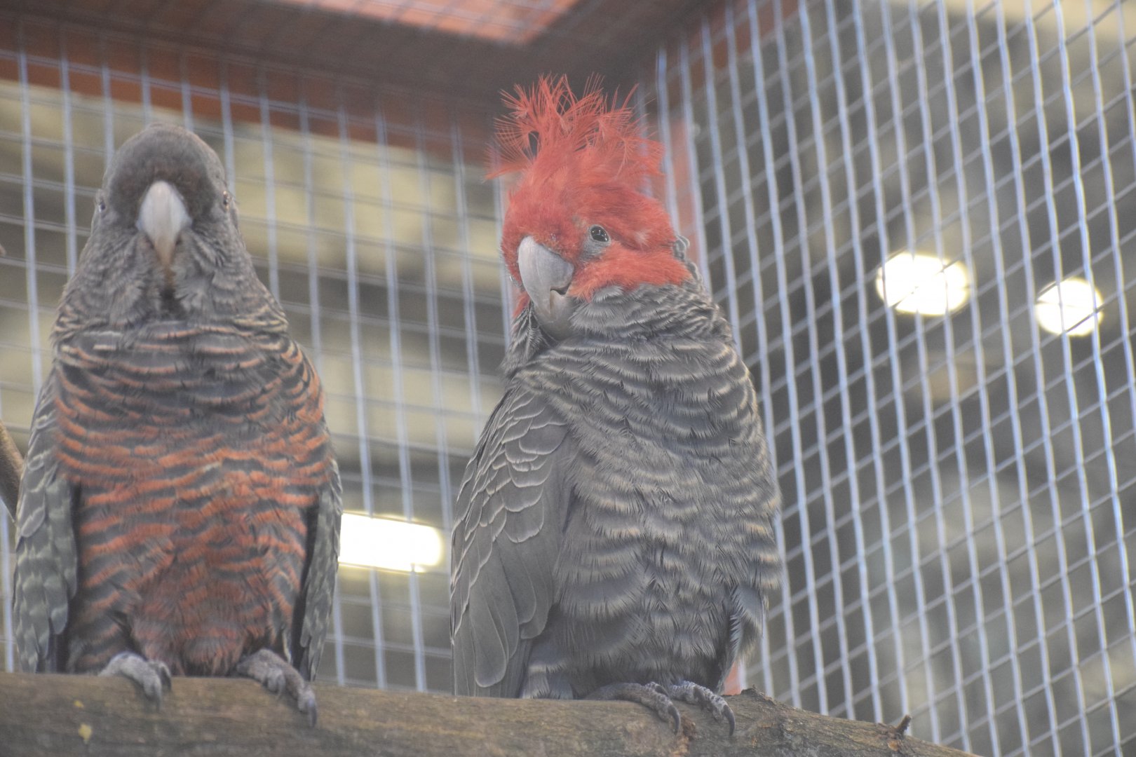 Gang-gang cockatoo