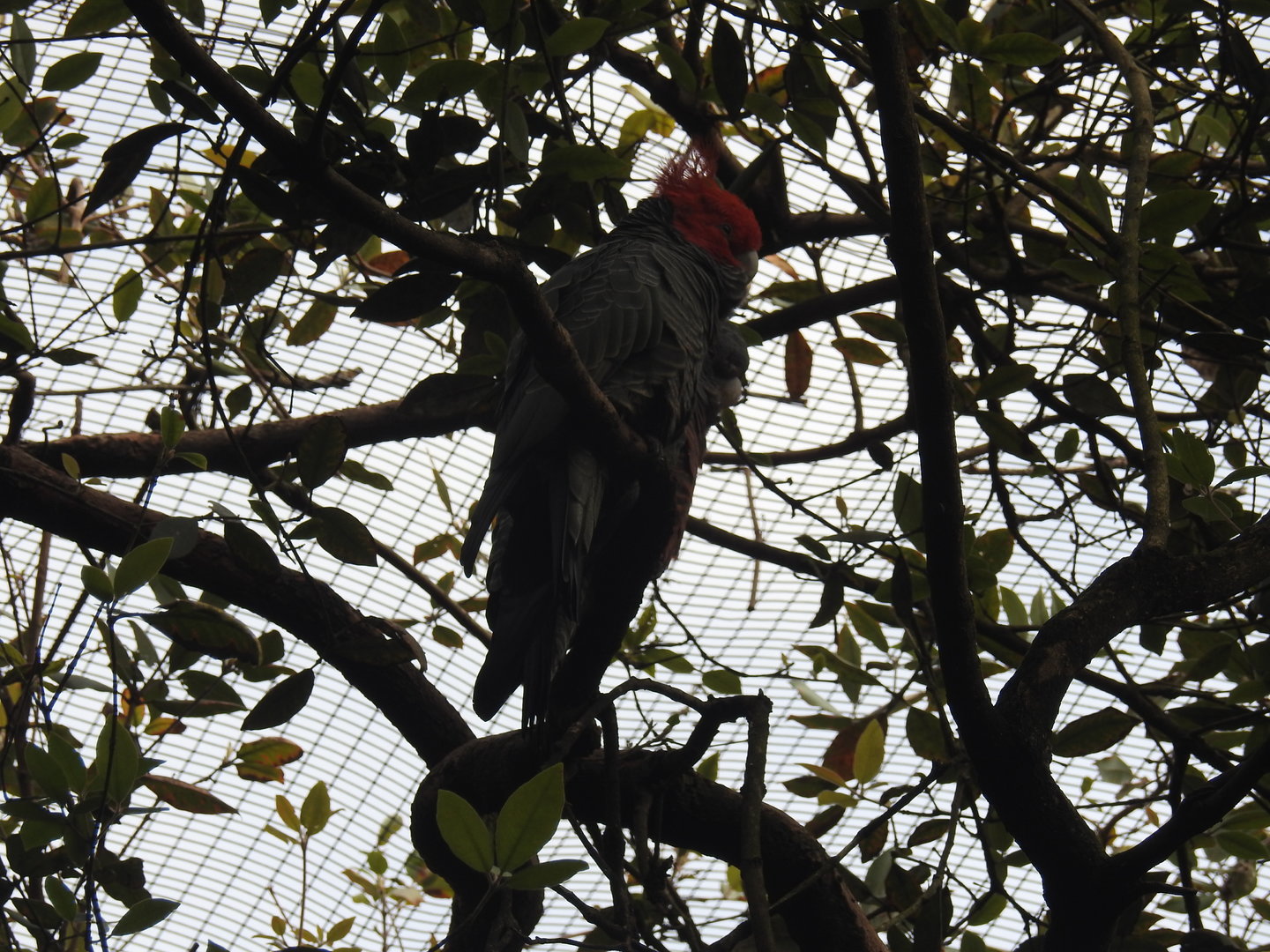 Gang-Gang Cockatoos (pair)