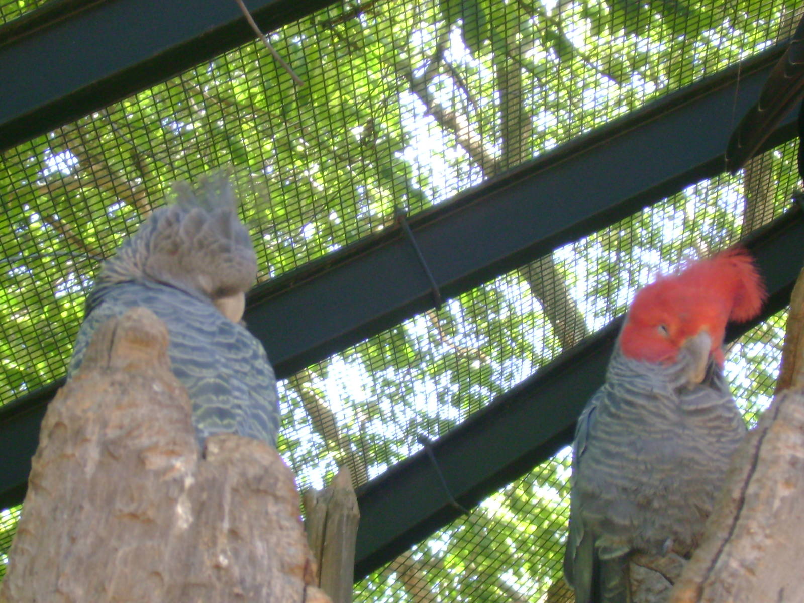 Gang-gang Cockatoos