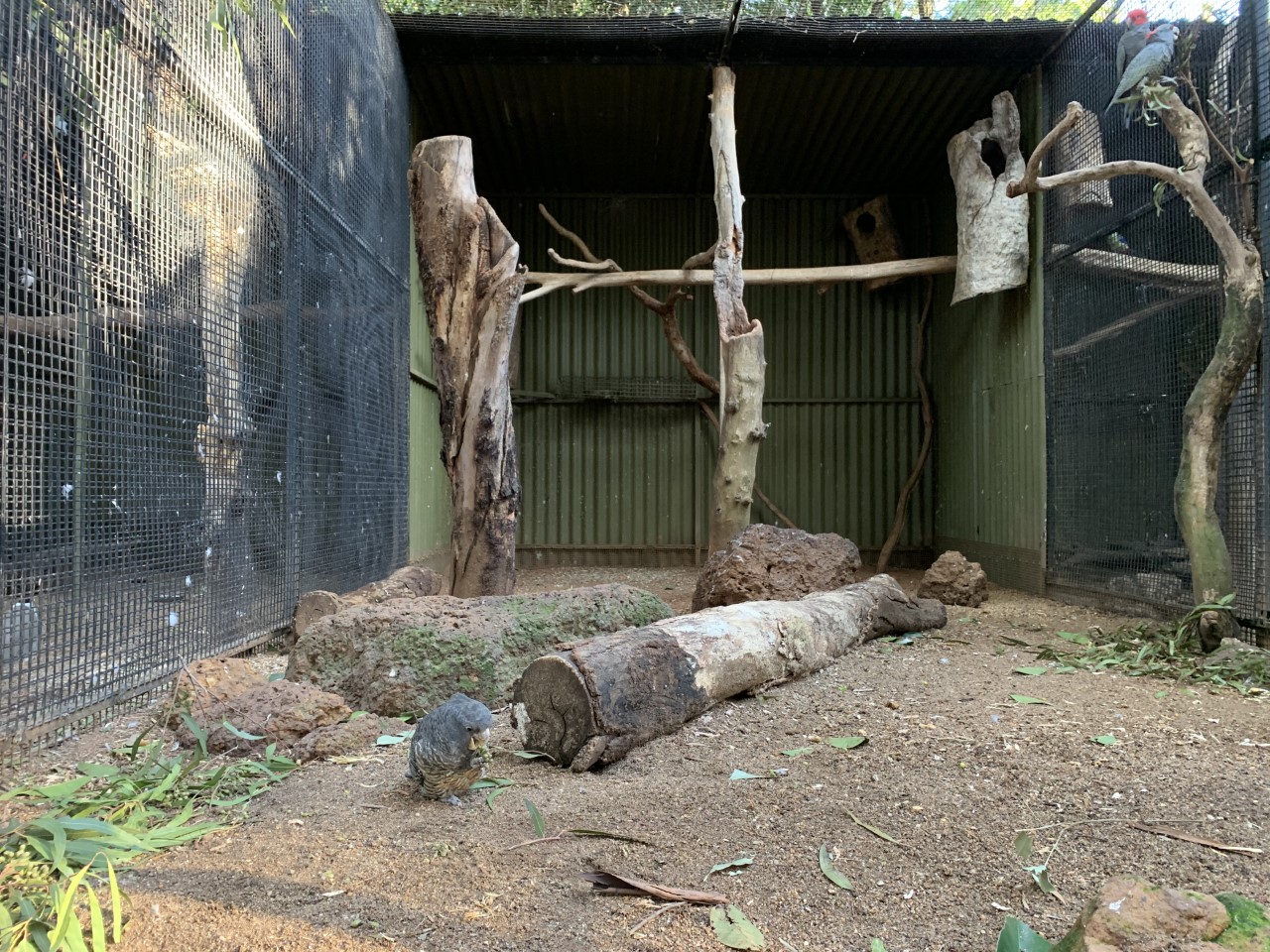 Gang-gang Cocktoo Aviary