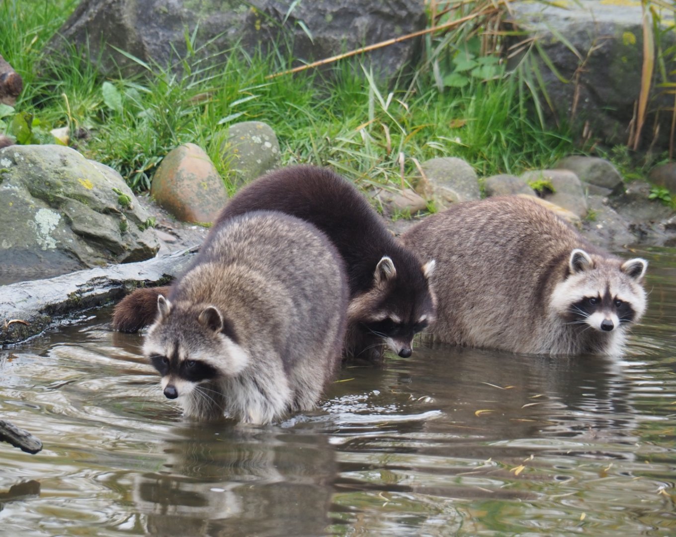 Gang of raccoons (Procyon lotor), Nov 10th, 2018