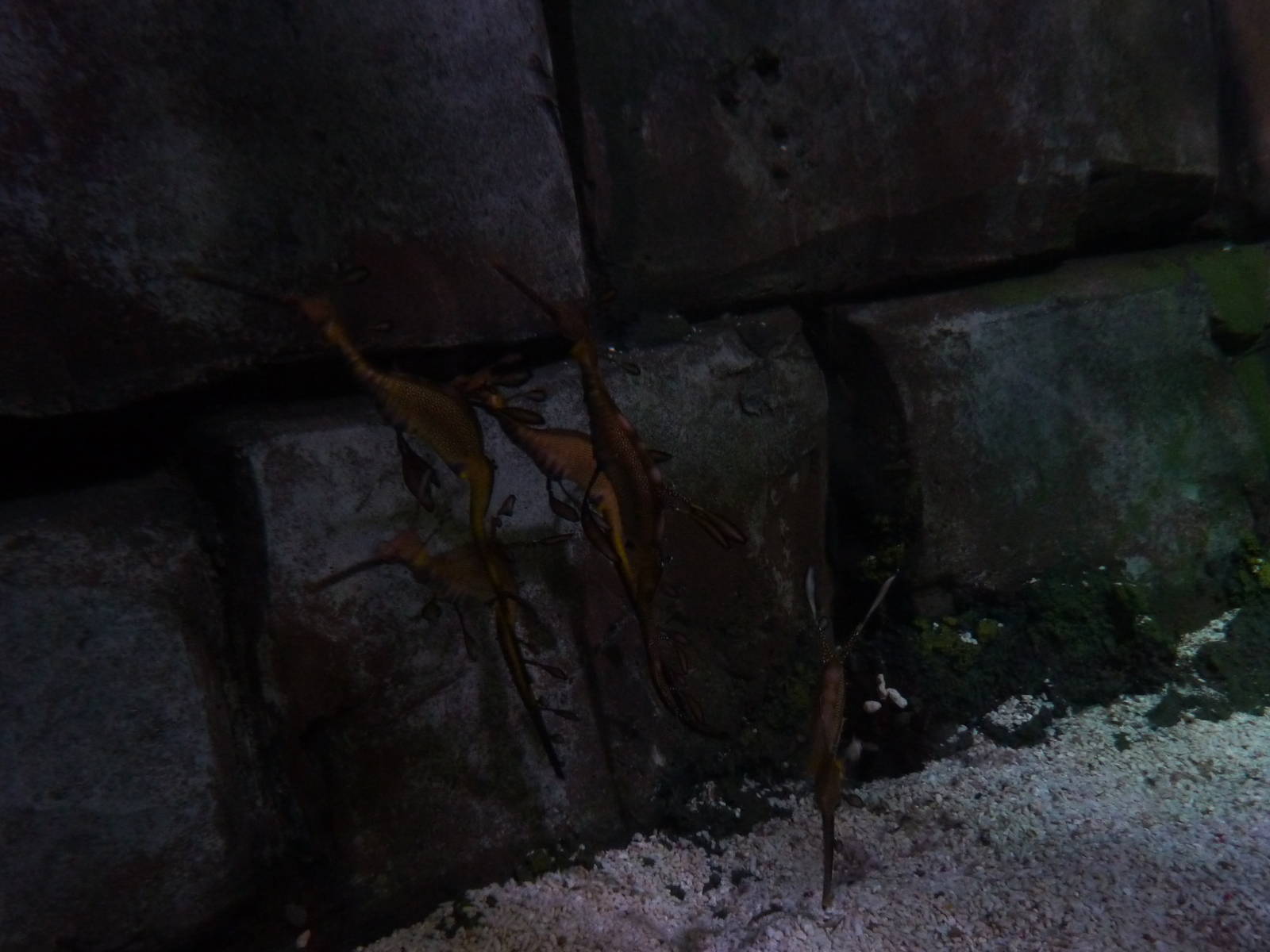 Gang of seadragons, 8th Feb 2012