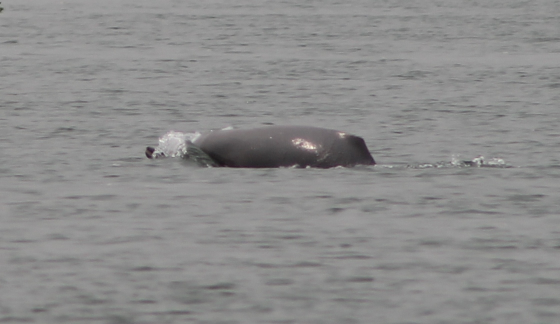 Ganges Dolphin (Platanista gangetica)