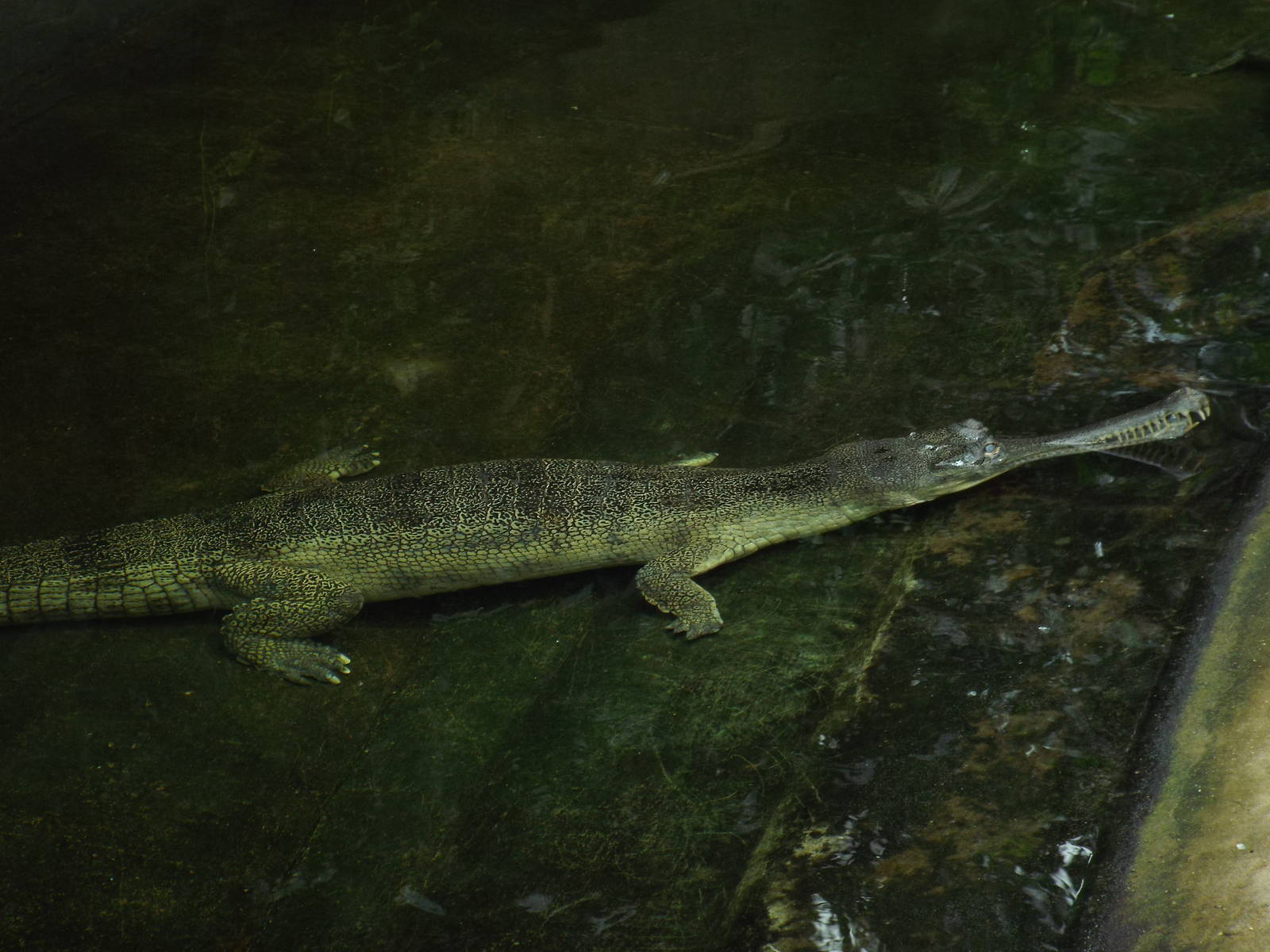 Ganges Gharial (Gavialis gangeticus) at Berlin Zoo Aquarium - 4th April 201
