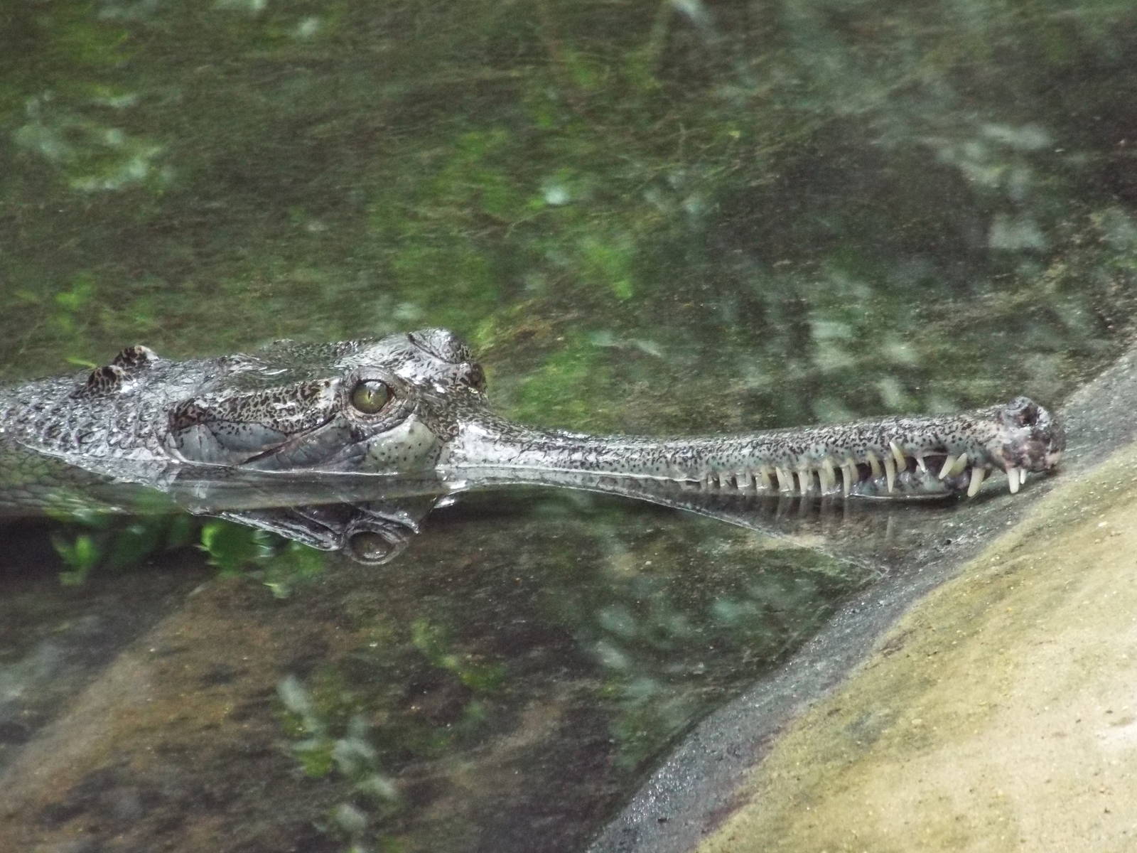 Ganges Gharial (Gavialis gangeticus) at Berlin Zoo Aquarium - 4th April 201