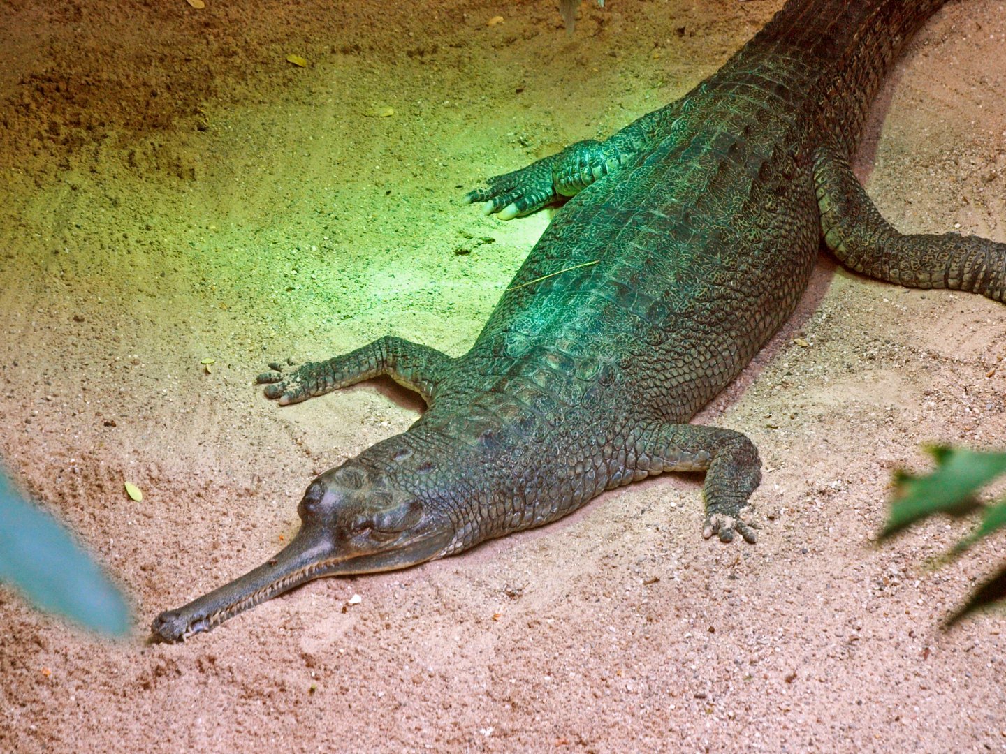 Ganges gharial