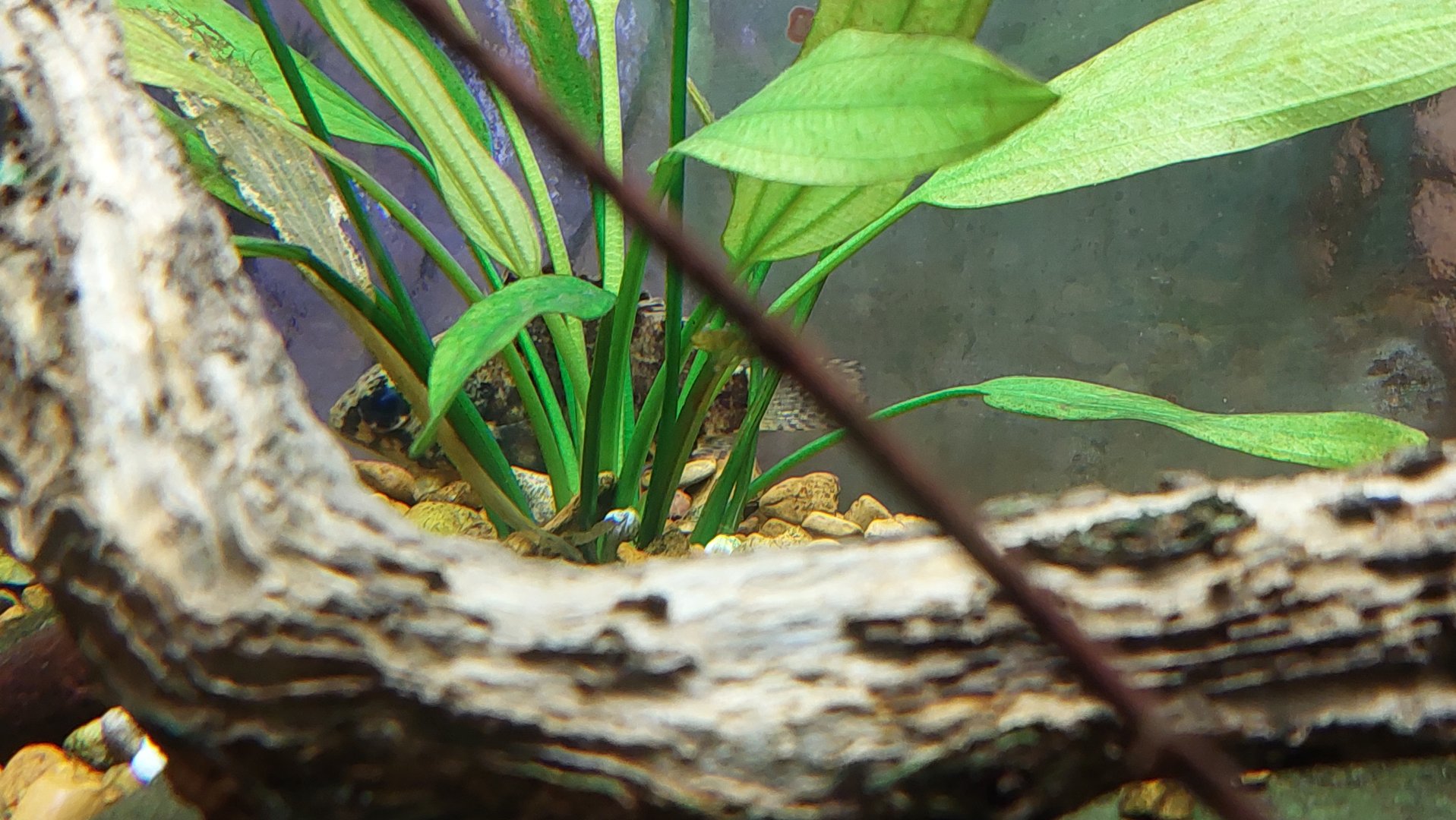 Ganges Leaffish (Nandus nandus)