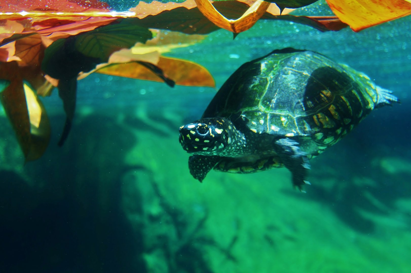Ganges River - Black Pond Turtle (Geoclemys hamiltonii)