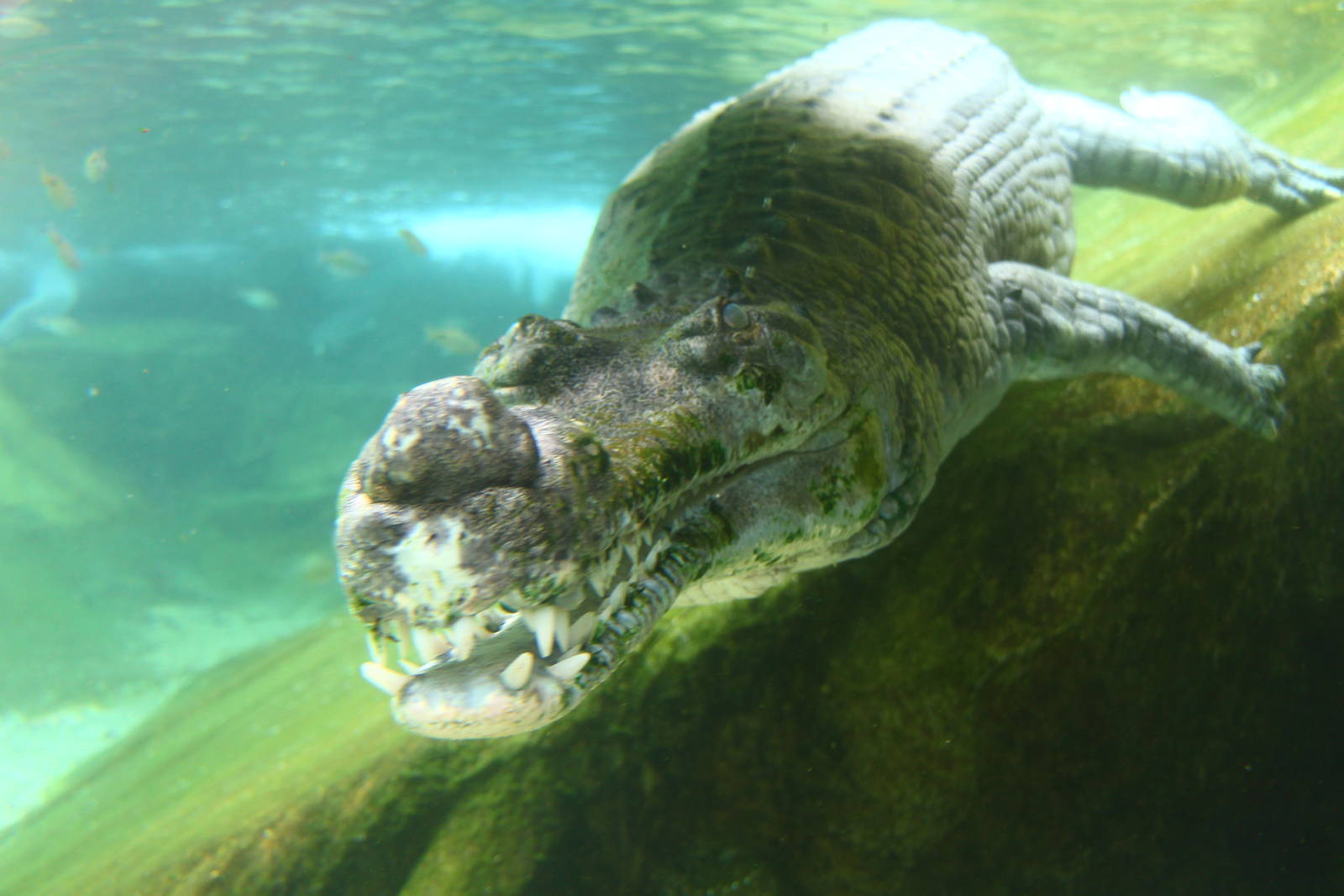 Ganges River - Indian Gharial
