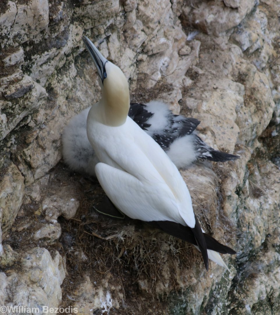 Gannet and Chick - RSPB Bempton Cliffs