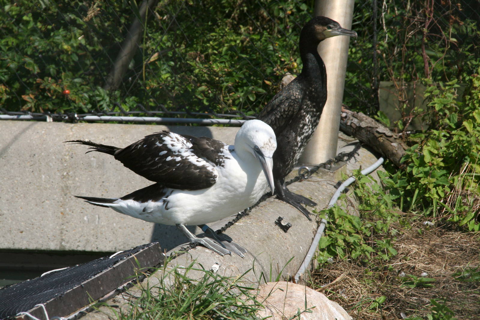Gannet and Cormorant