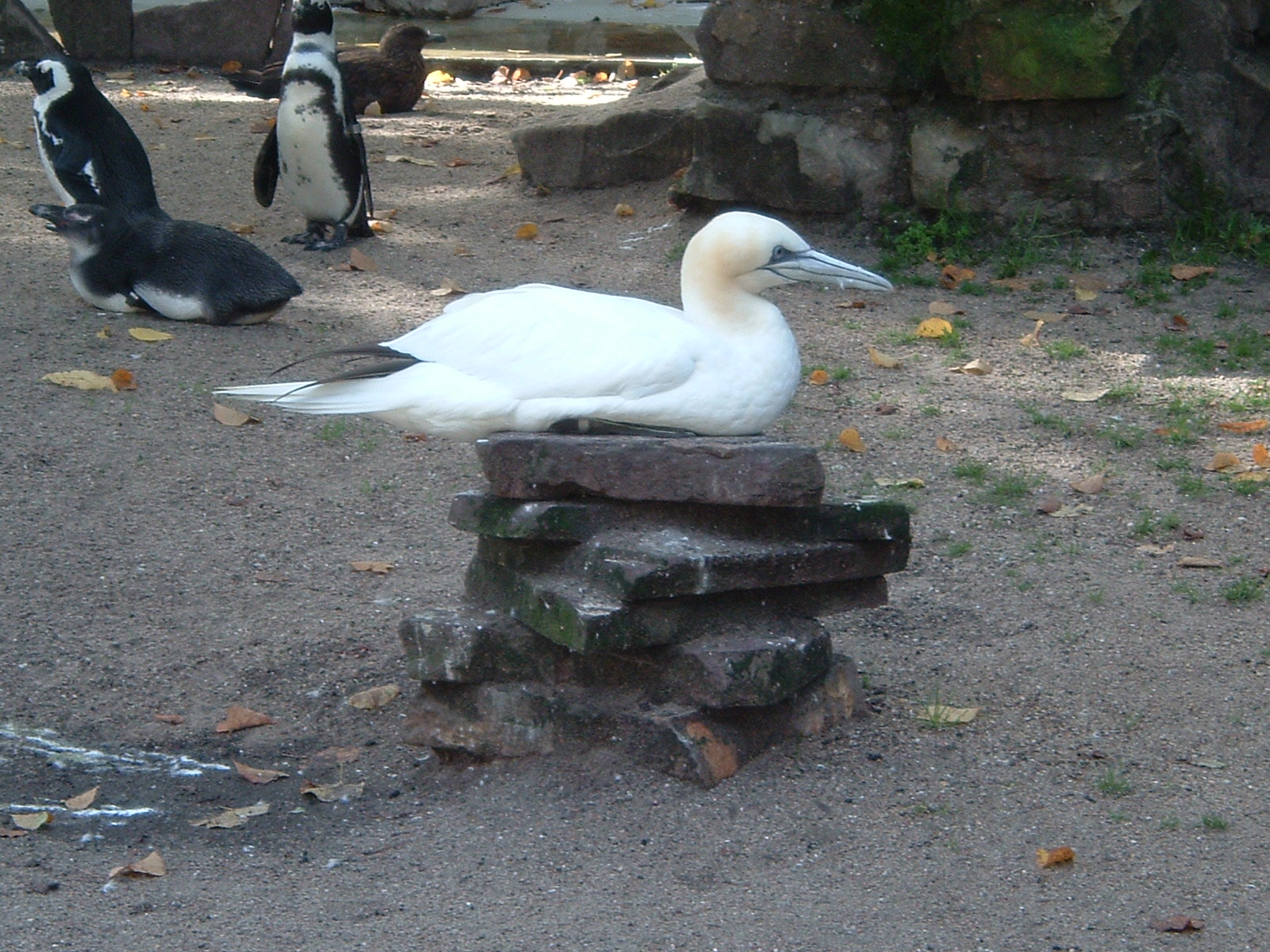 Gannet and penguins at Artis Zoo, Jan 2006