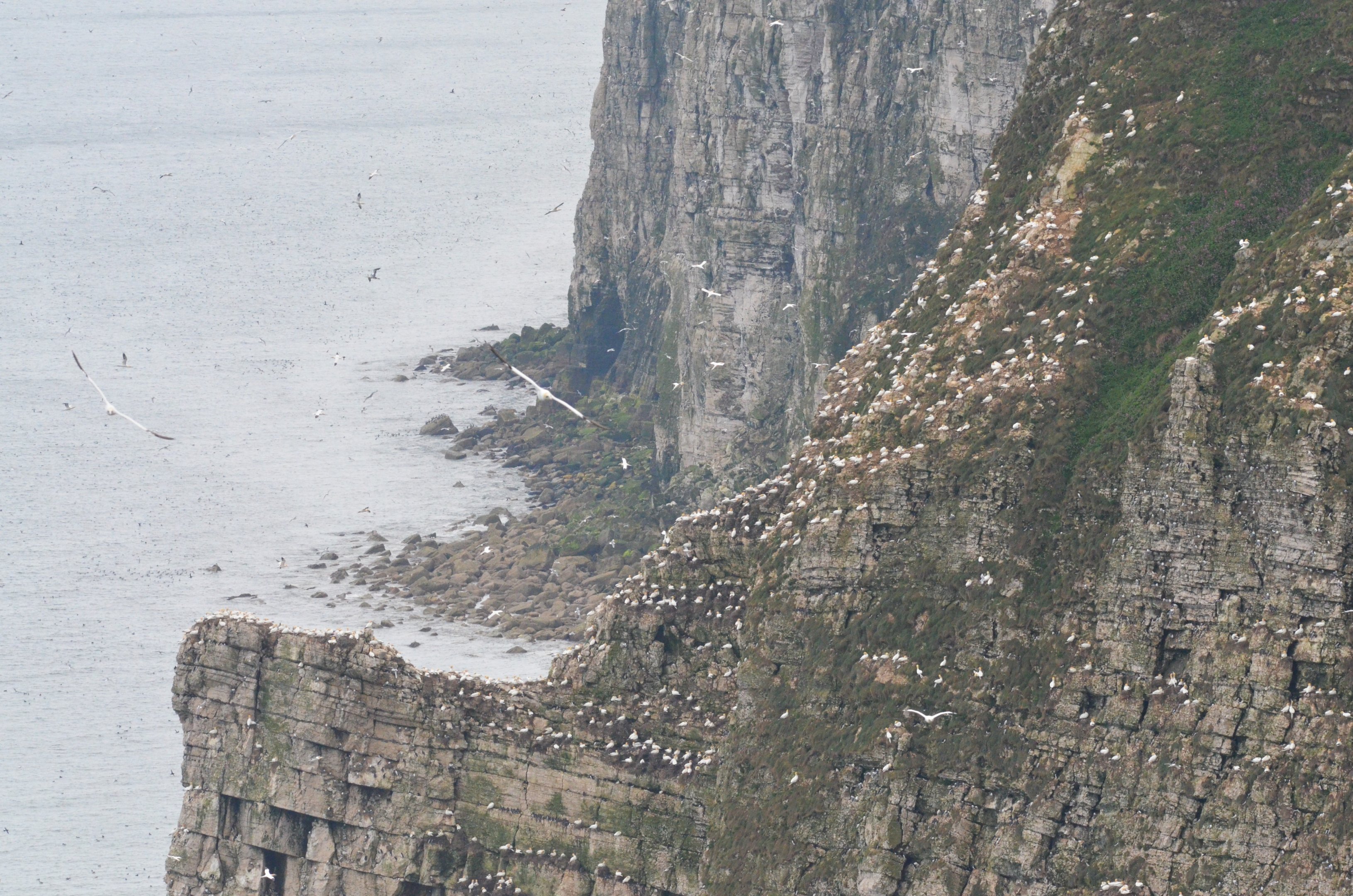 Gannet Colony at Bempton Cliffs, 22/05/17