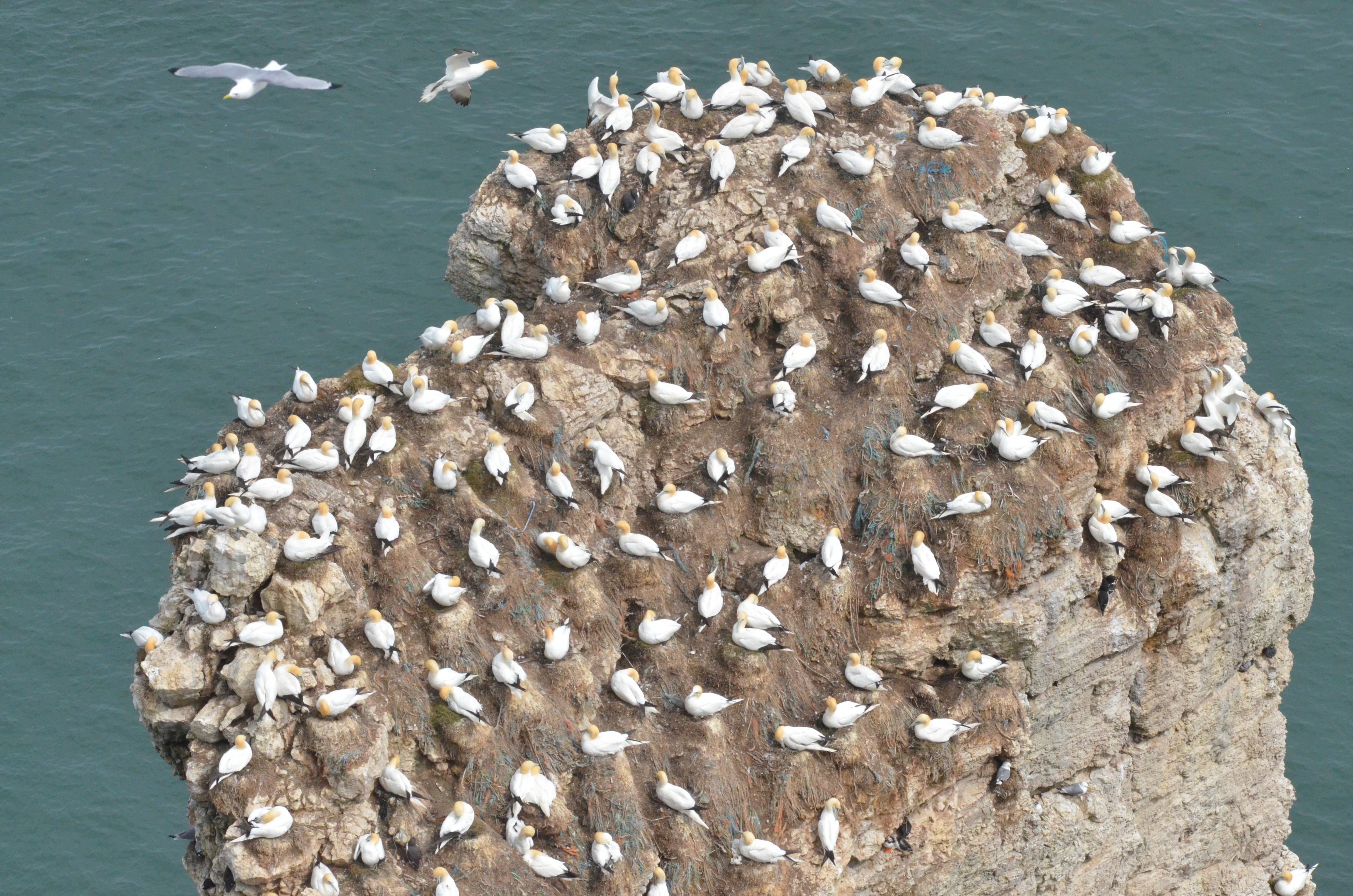 Gannet Colony at Bempton Cliffs, 22/05/17